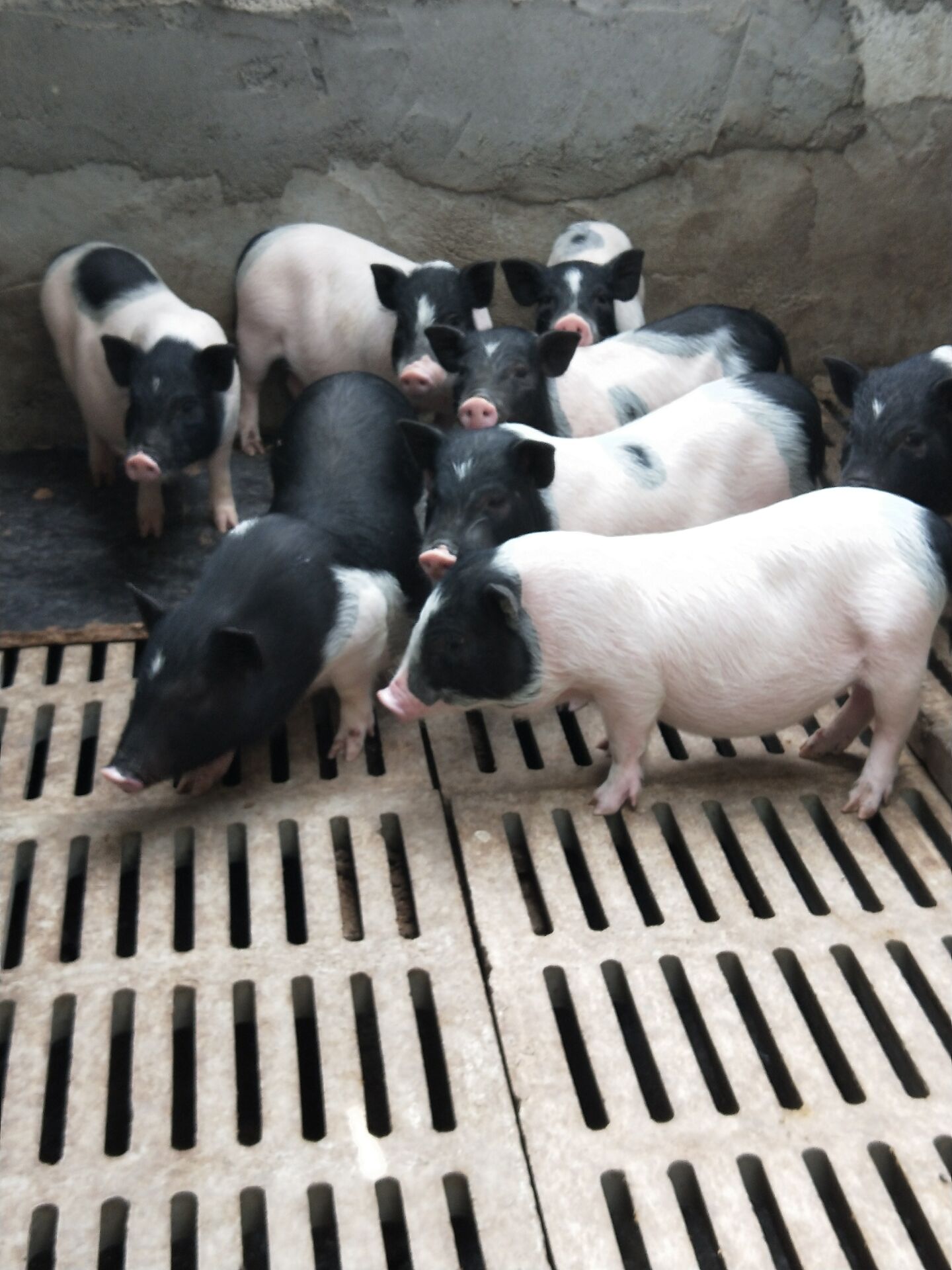 石家庄种猪苗零售价