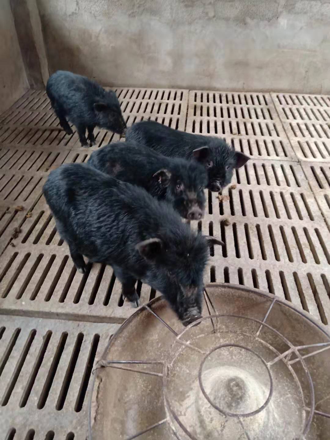 深圳种猪苗批发价