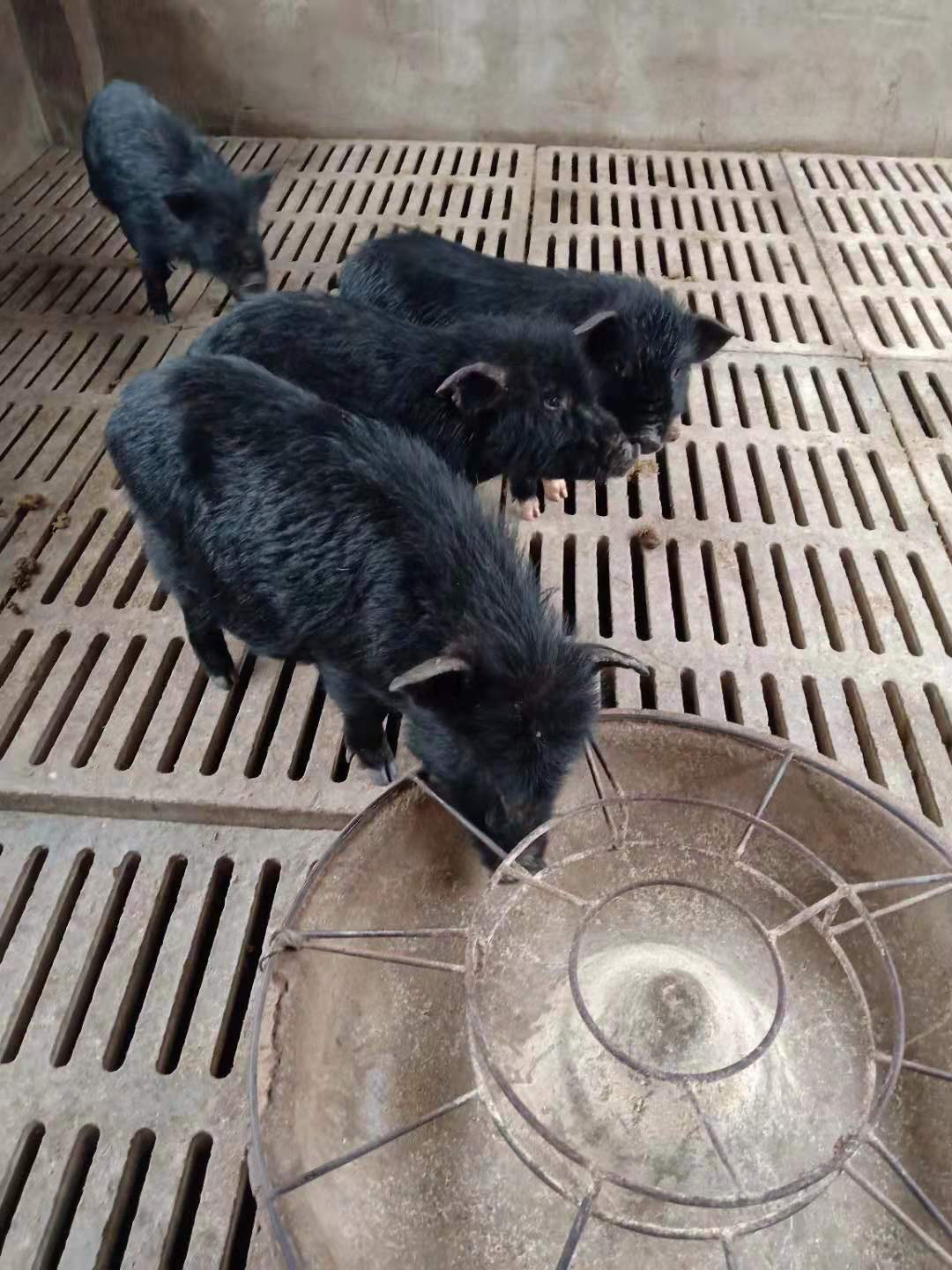 深圳巴马香猪批发价 合肥种猪苗零售价 养殖利润