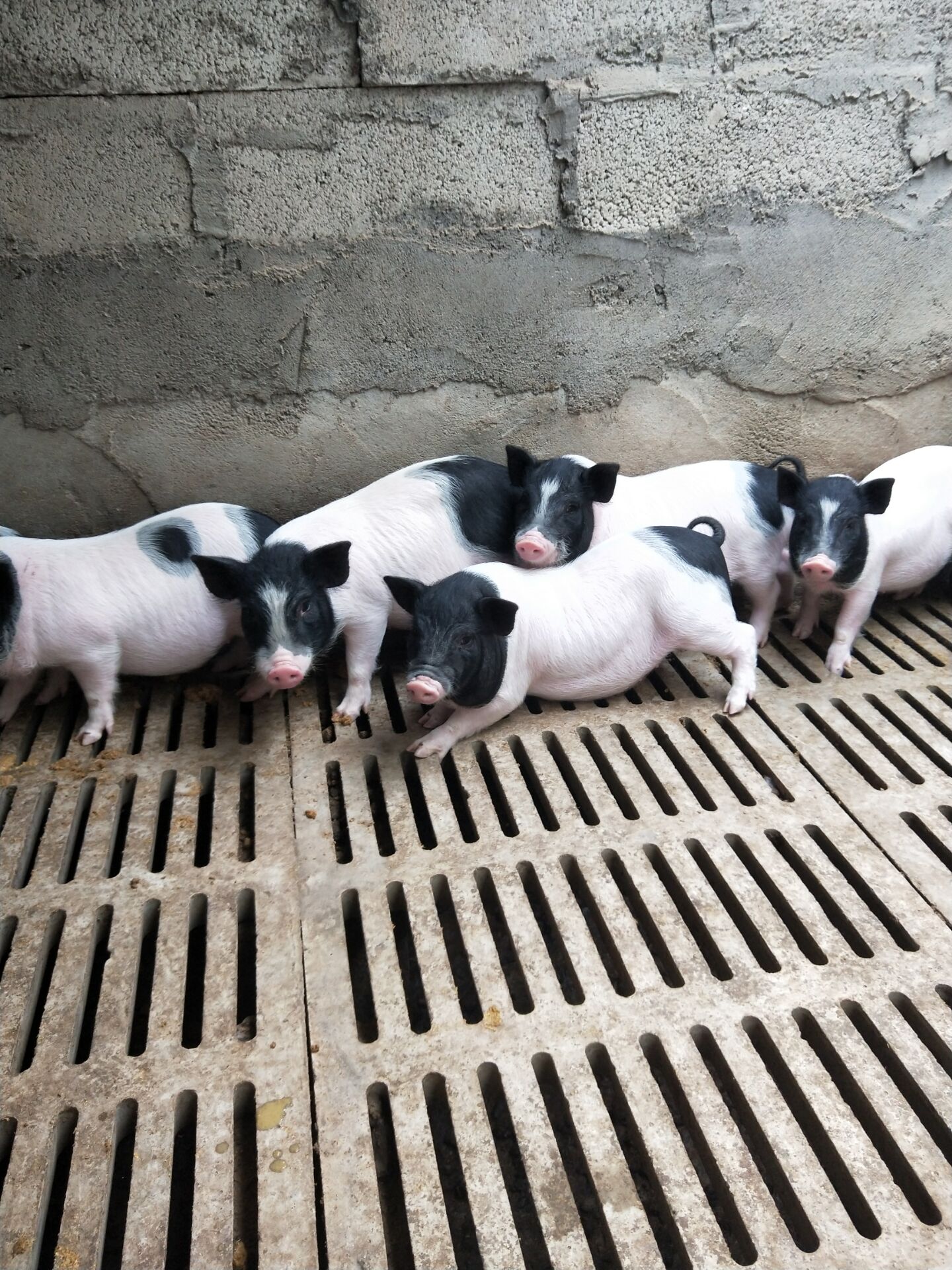 武汉附近种猪苗