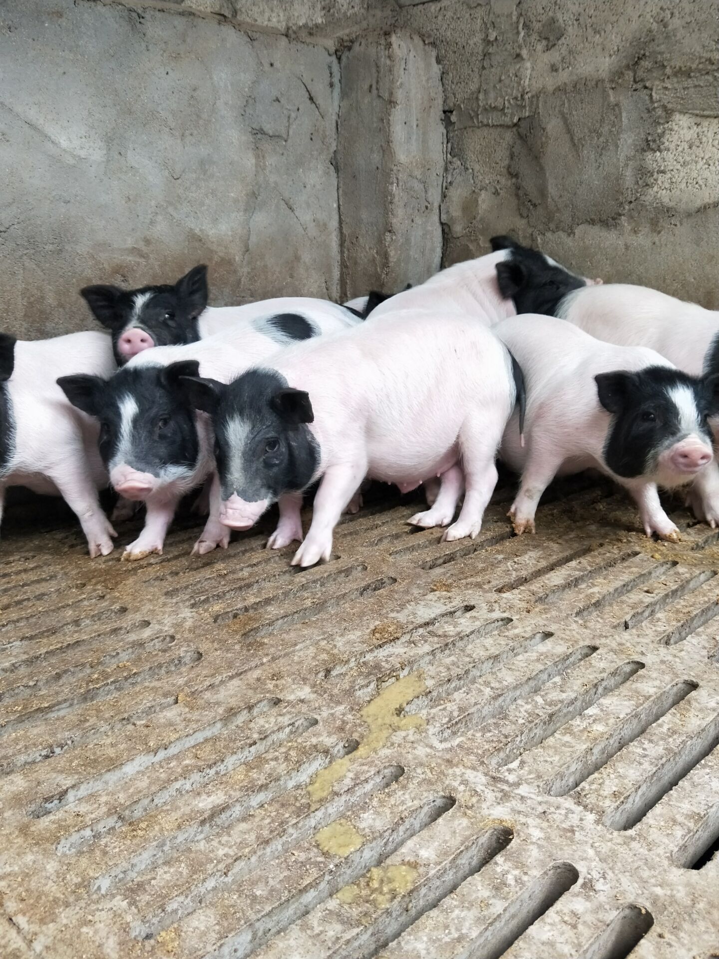 北京巴马香猪零售价 郑州成年猪批发价 养殖利润