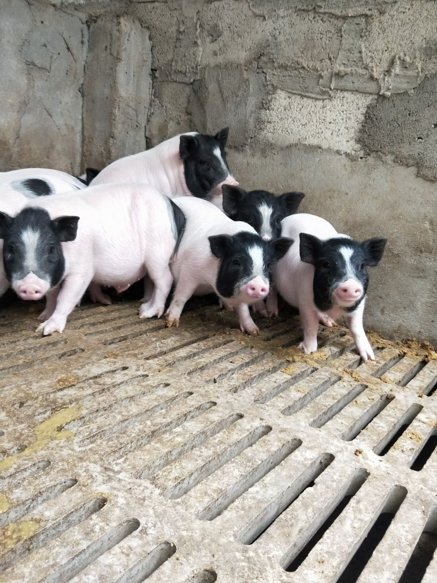 武汉种猪苗批发价