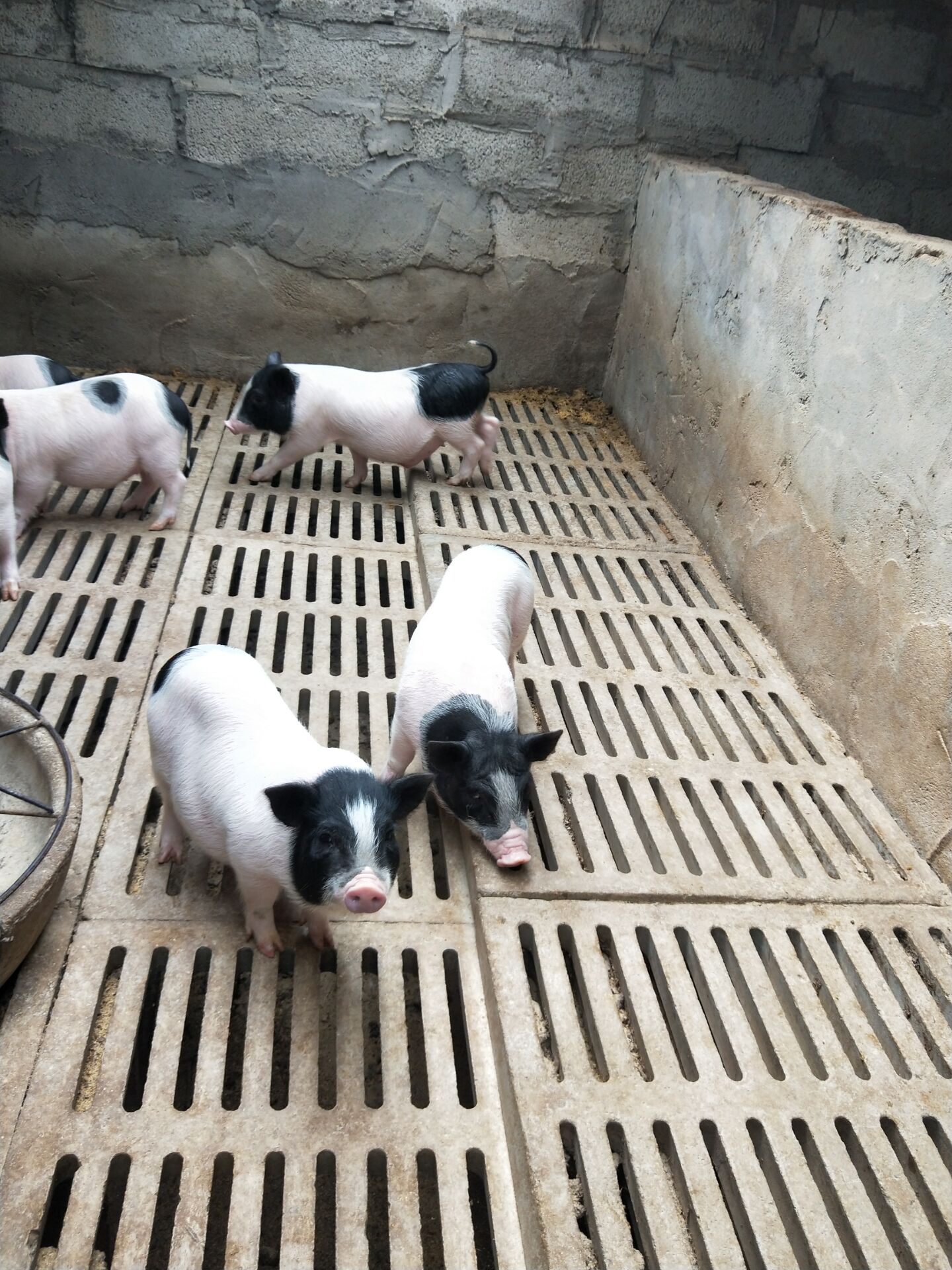 广州哪里有巴马香猪 泉州种猪苗零售价