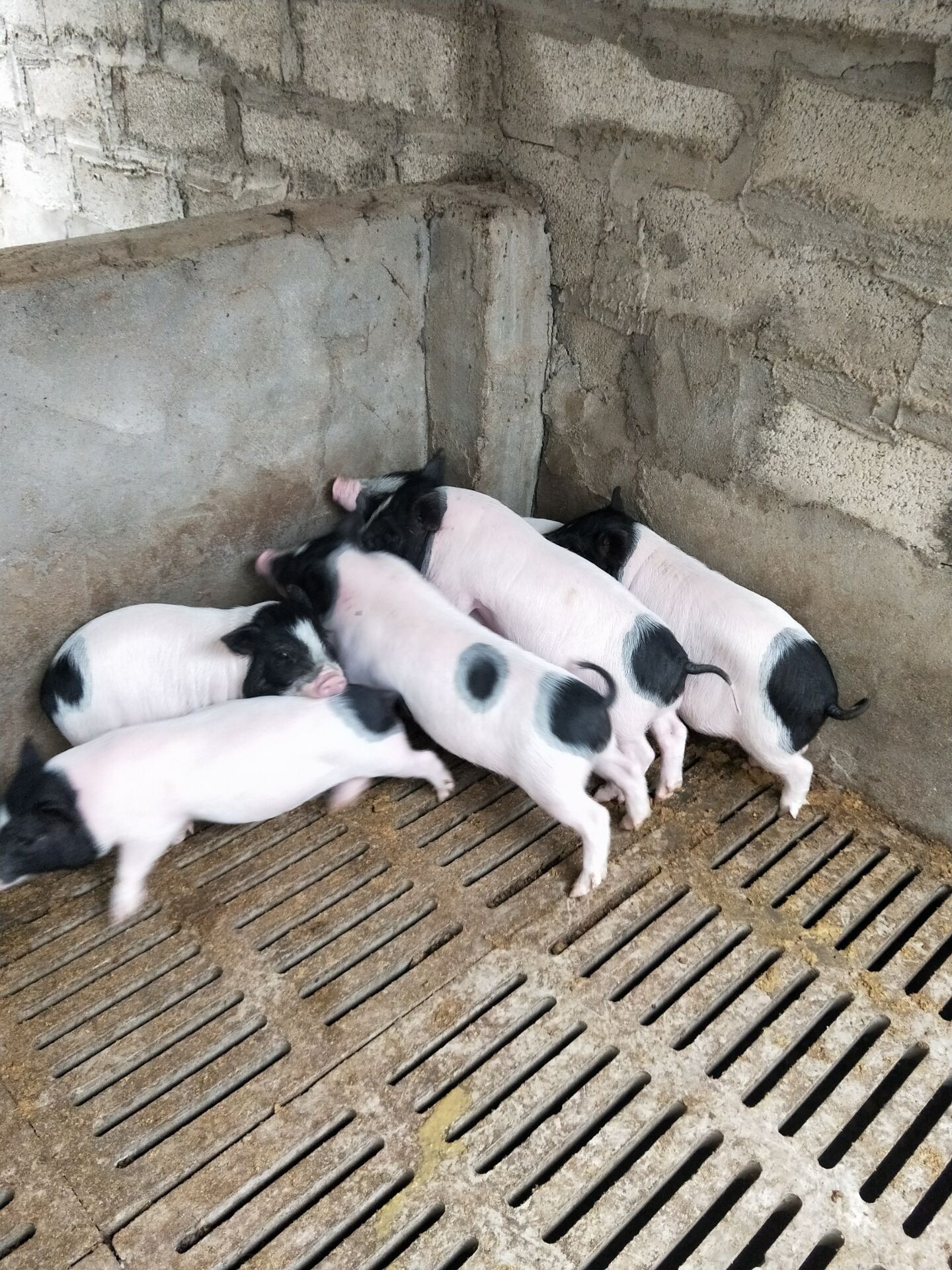 合肥种猪苗批发价