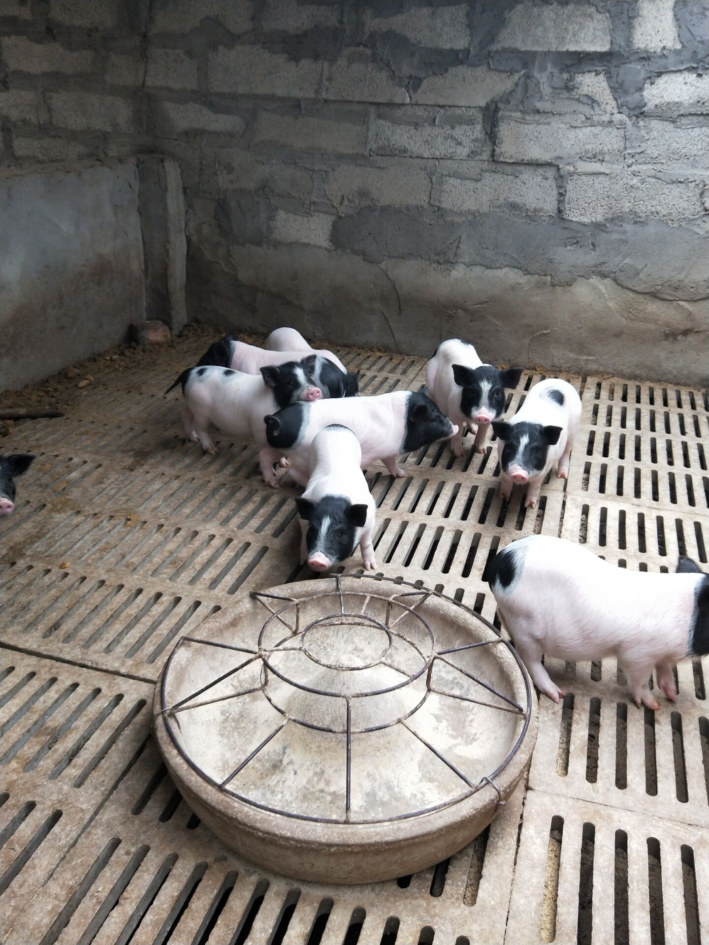 常州巴马香猪零售价 北京附近成年猪 厂家*