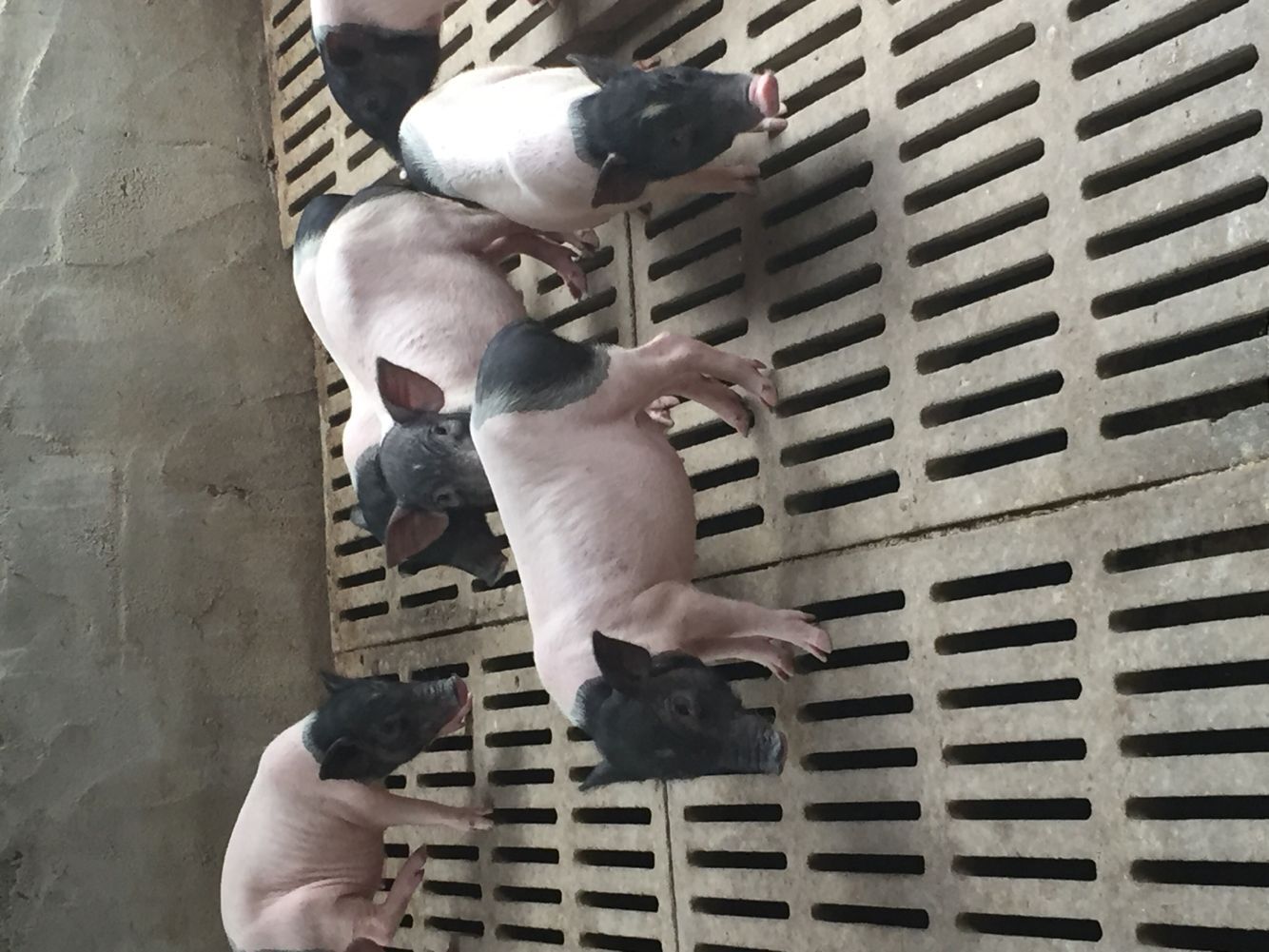 重庆巴马香猪零售价 大连附近成年猪 包技术