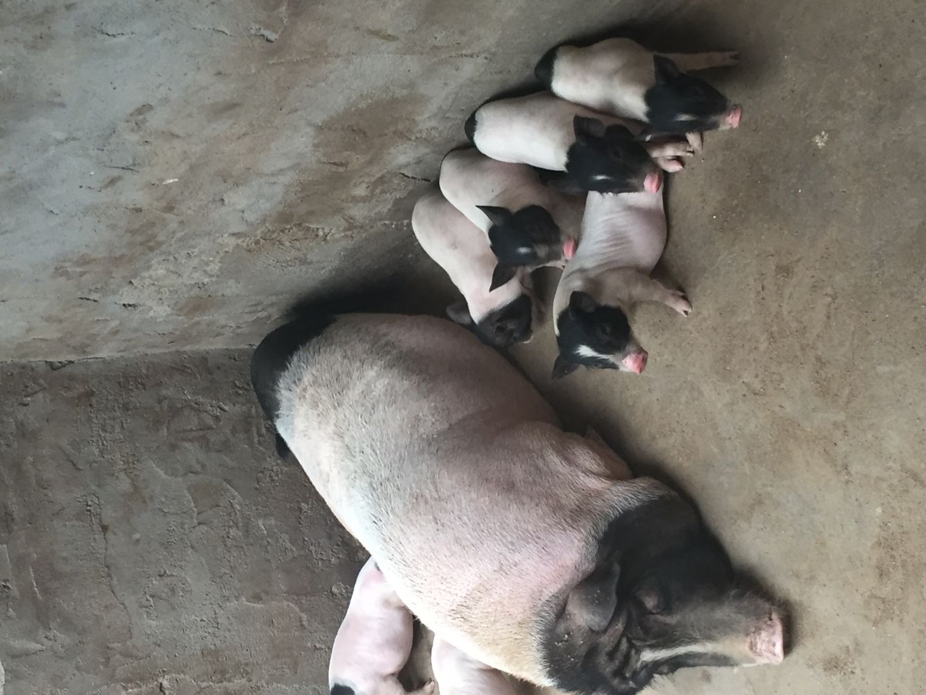 北京巴马香猪零售价 南宁肉猪苗零售价 包回收