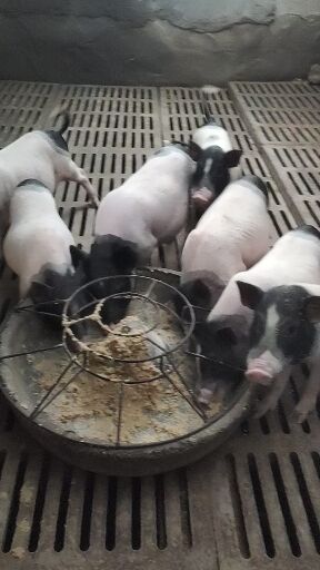 泉州巴马香猪批发价 合肥种猪苗批发价 实地考察