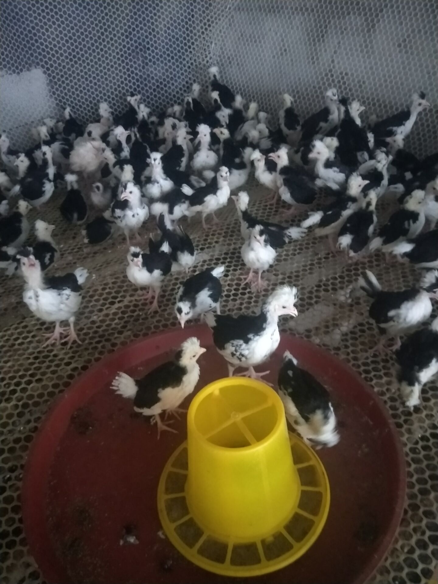 重庆脱温苗贵妃鸡供应 鸡蛋价格