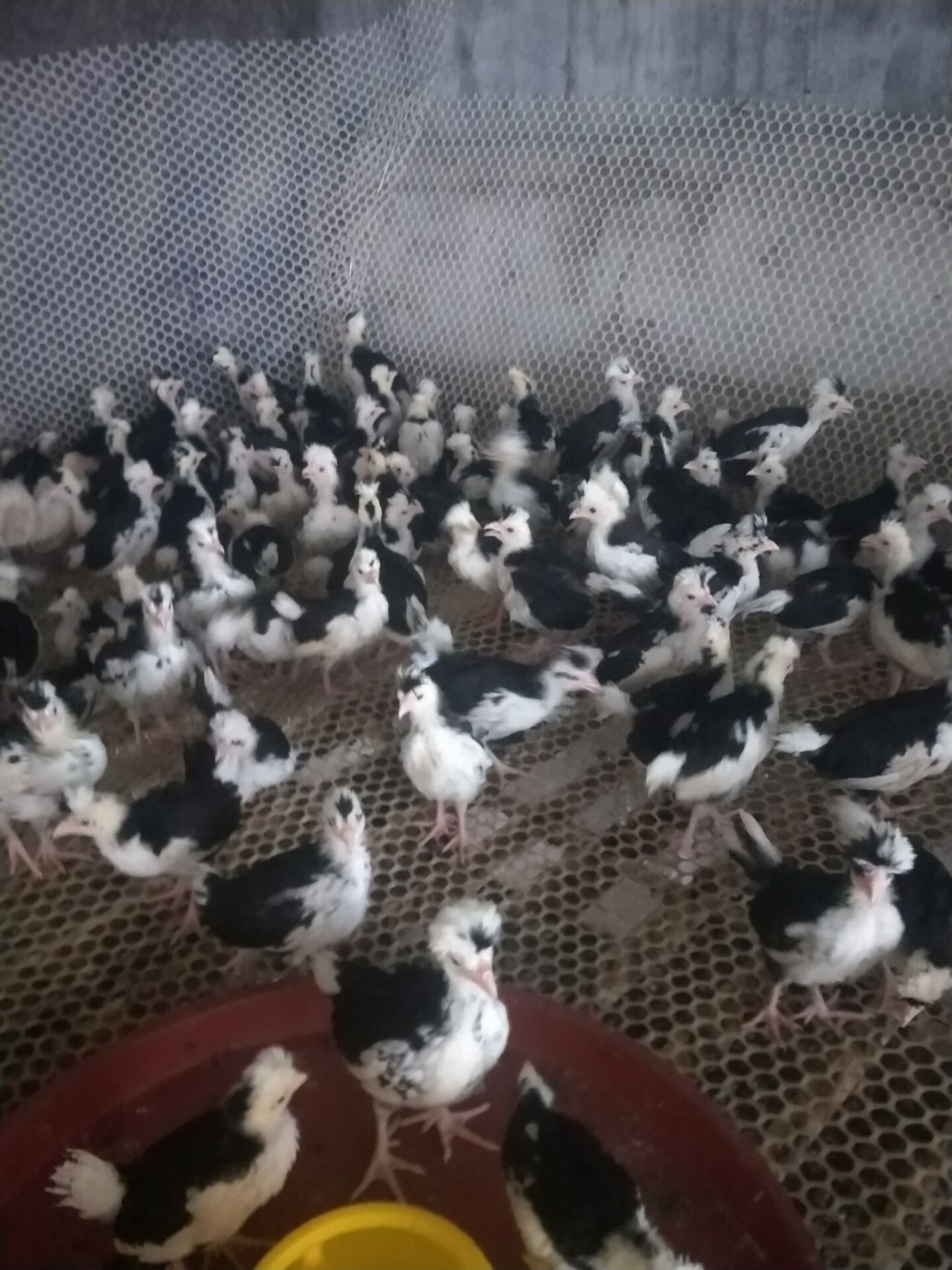 郑州出壳苗贵妃鸡孵化场