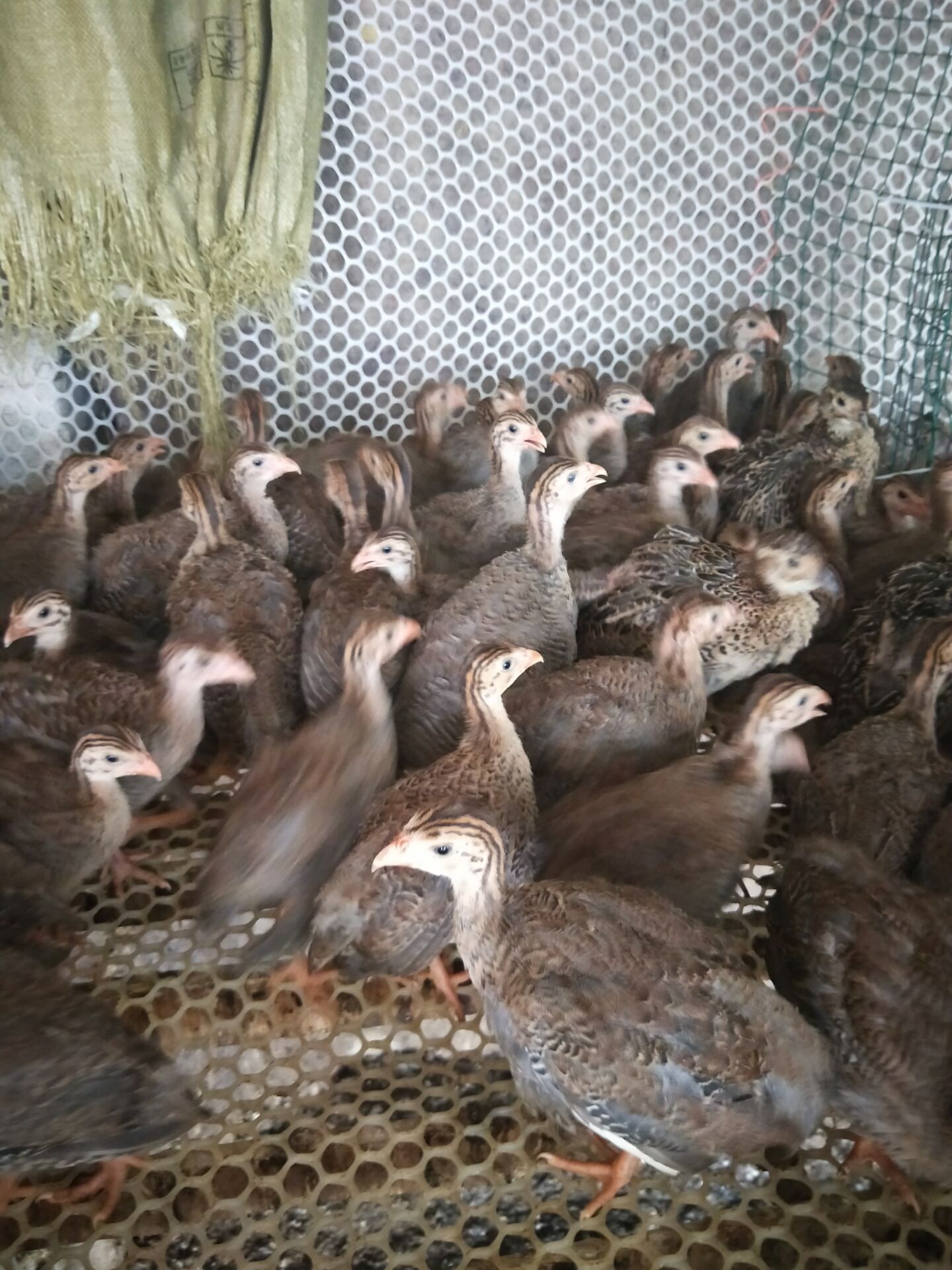 西安混合苗珍珠鸡苗孵化场种鸡产蛋率