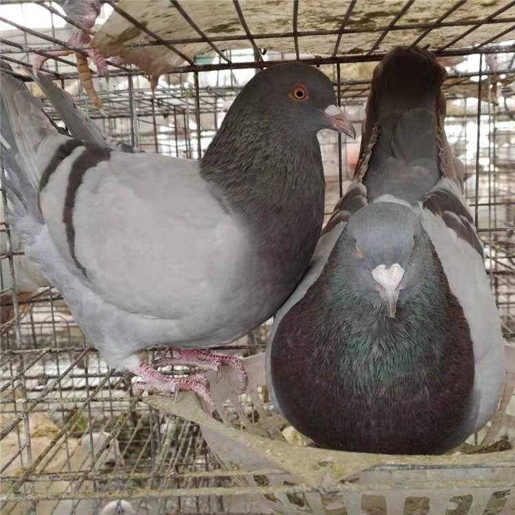 灰王肉鸽每对年产24只以上