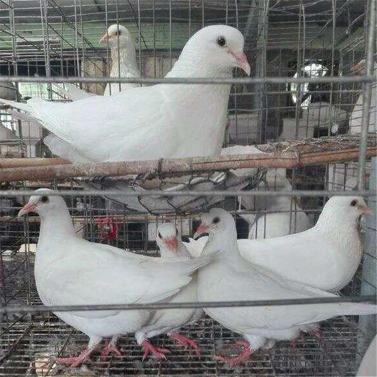 落地王鸽每对年产24只以上
