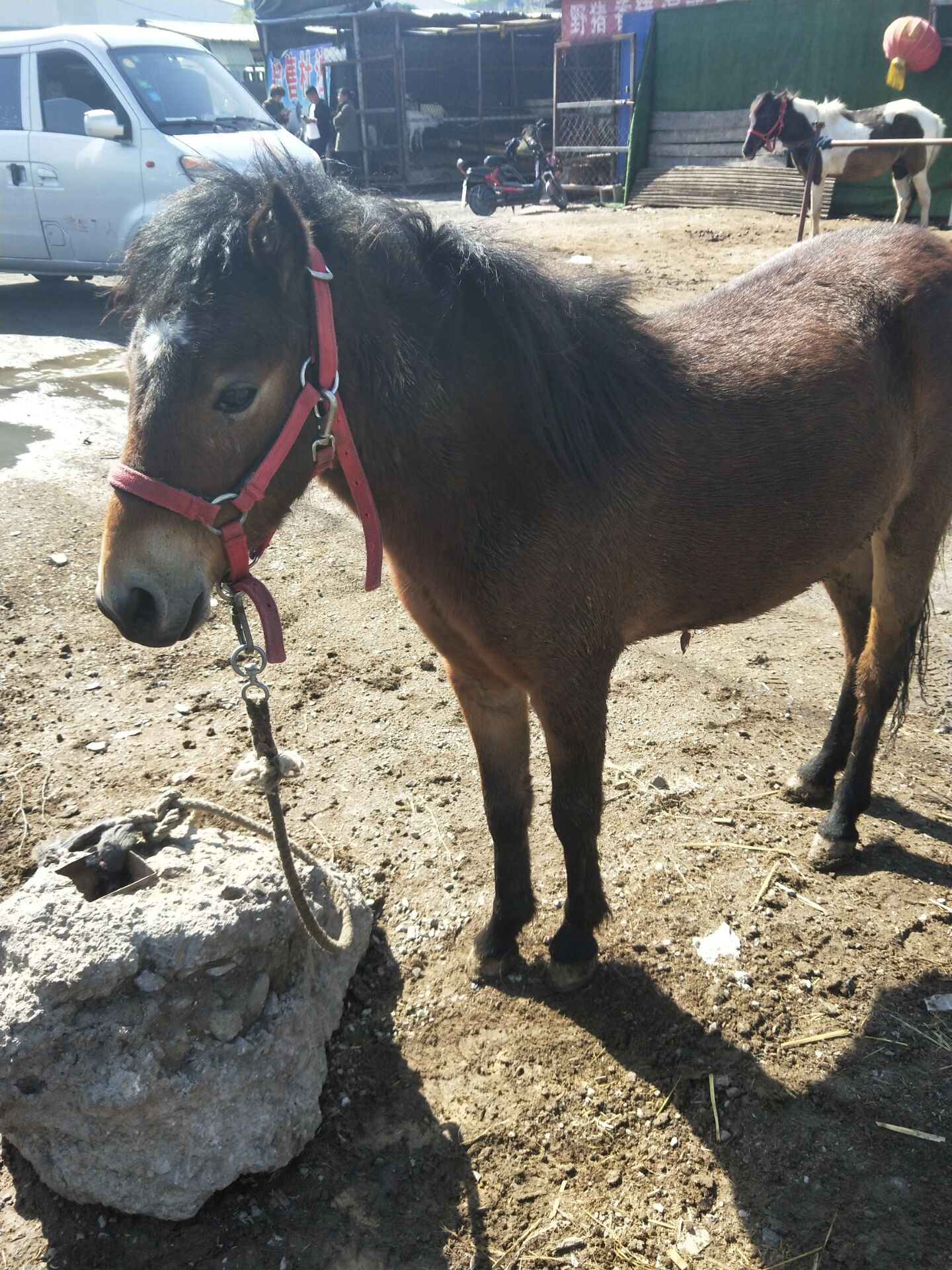 今年德保矮馬零售價批發基地小矮馬先到先得