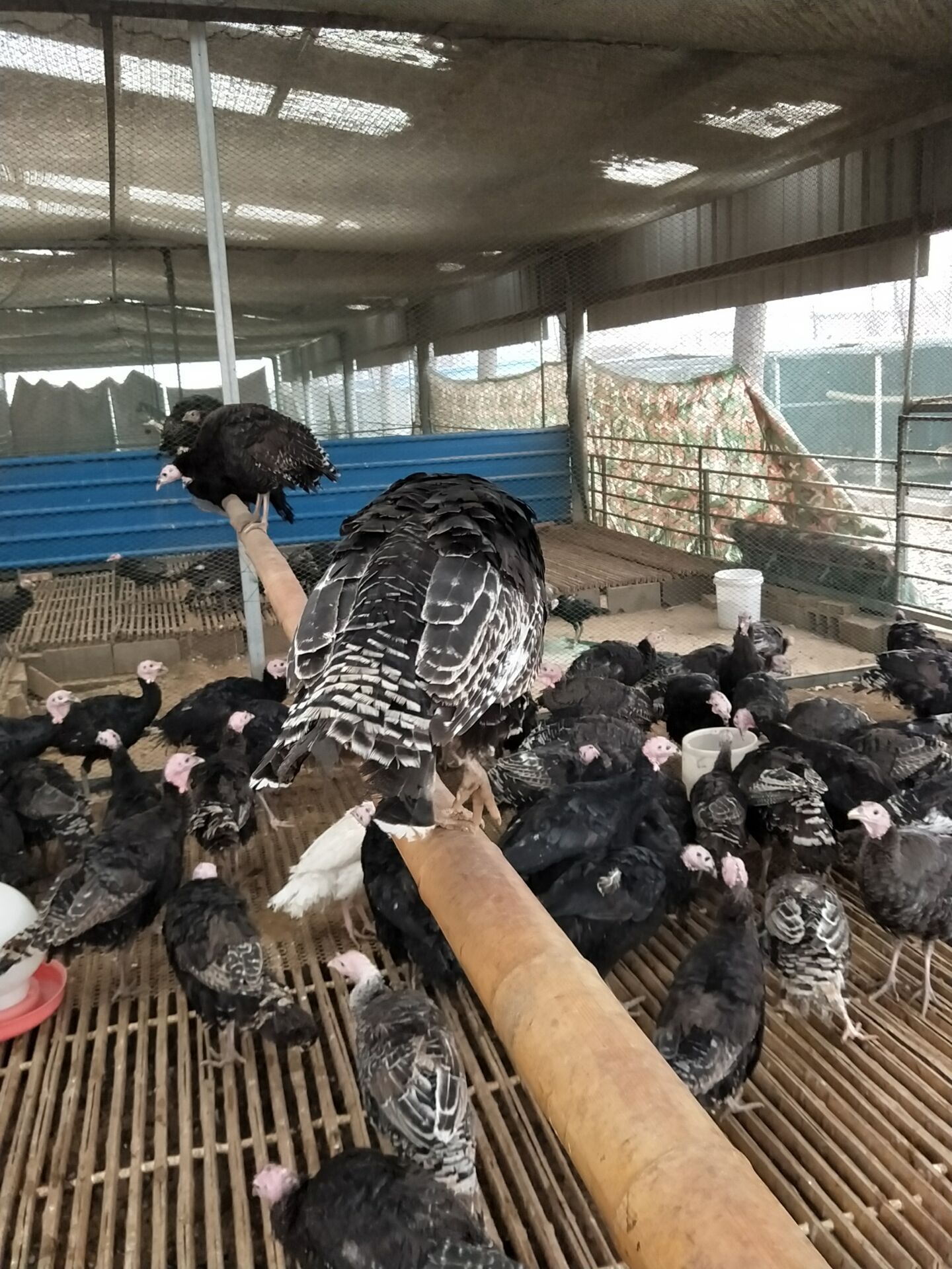 三个月火鸡苗批发基地 成年鸡有多大