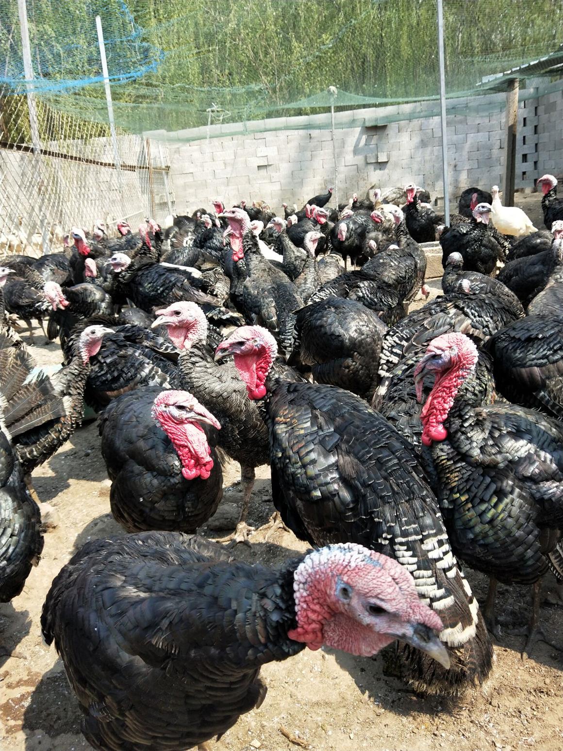 成年下蛋火鸡火鸡苗零售价 蛋鸡产蛋孵化率