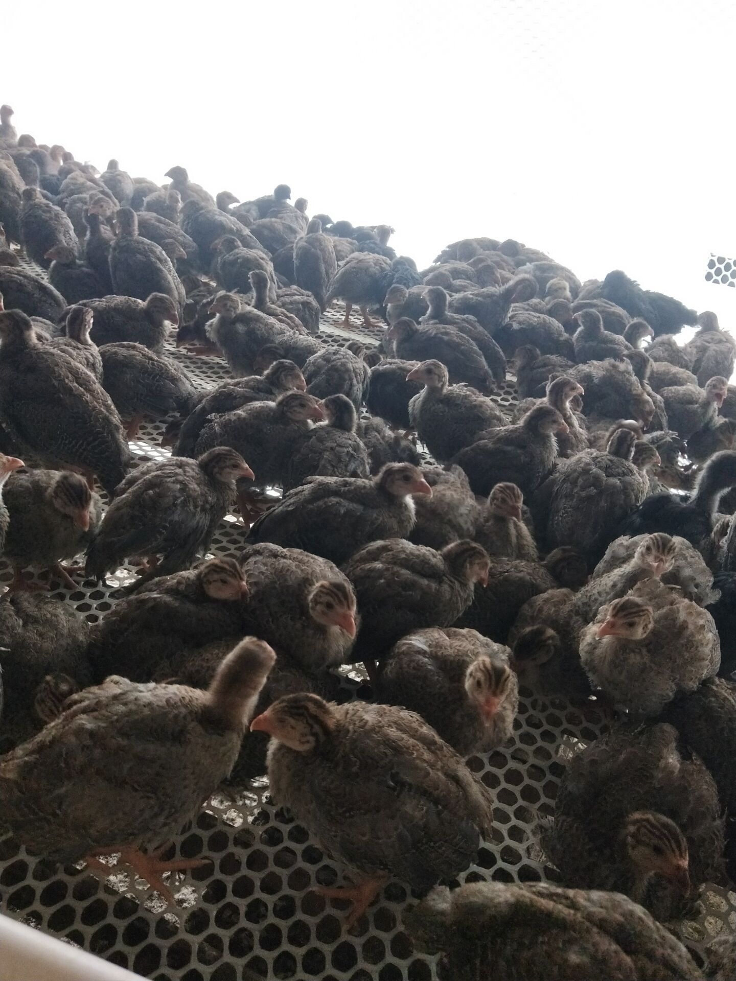 尼古拉火鸡火鸡苗零售价 脱温鸡苗价格 提供技术指导郓城汇宝养殖有限