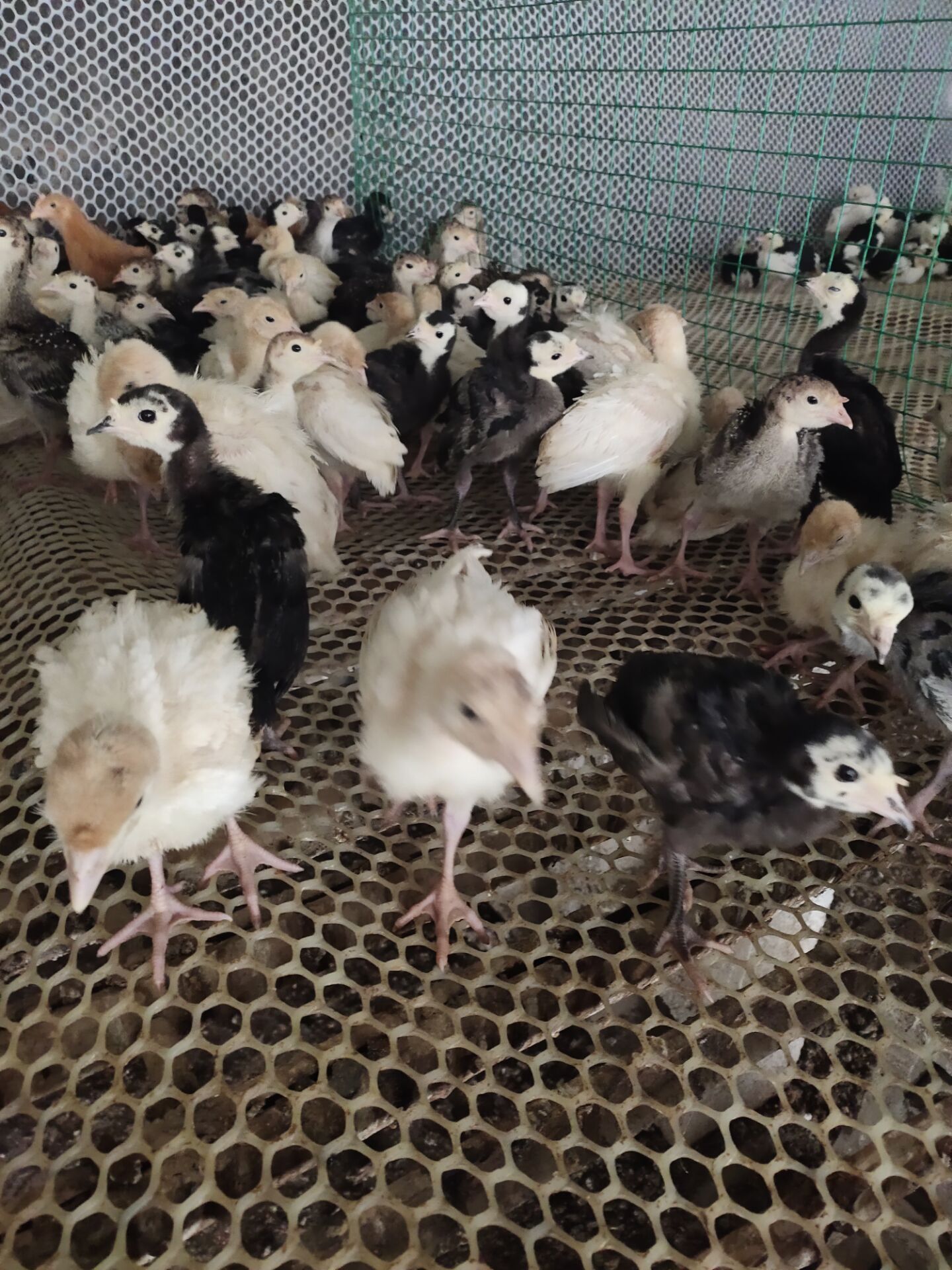 青铜火鸡苗火鸡苗实地考察