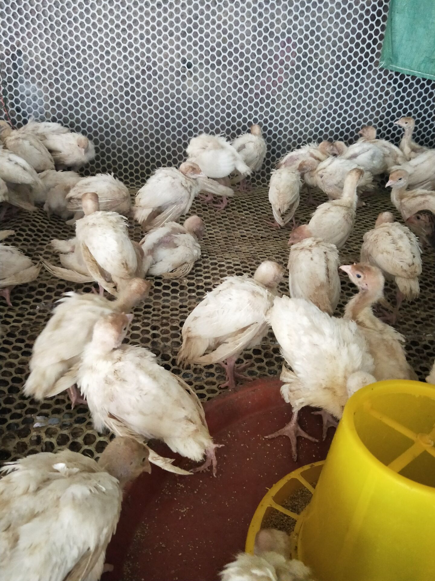 尼古拉火鸡火鸡苗零售价蛋鸡产蛋孵化率现在订购送货到家