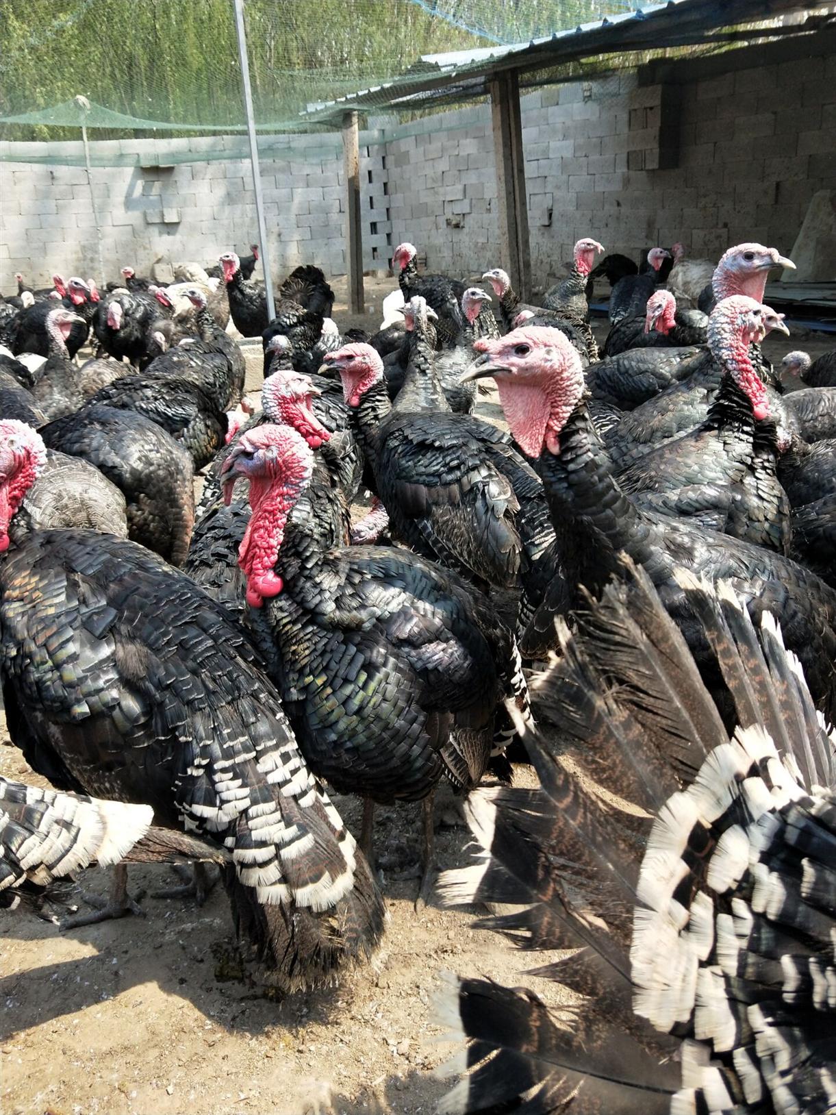 下蛋种苗火鸡苗包回收鸡苗养殖基地