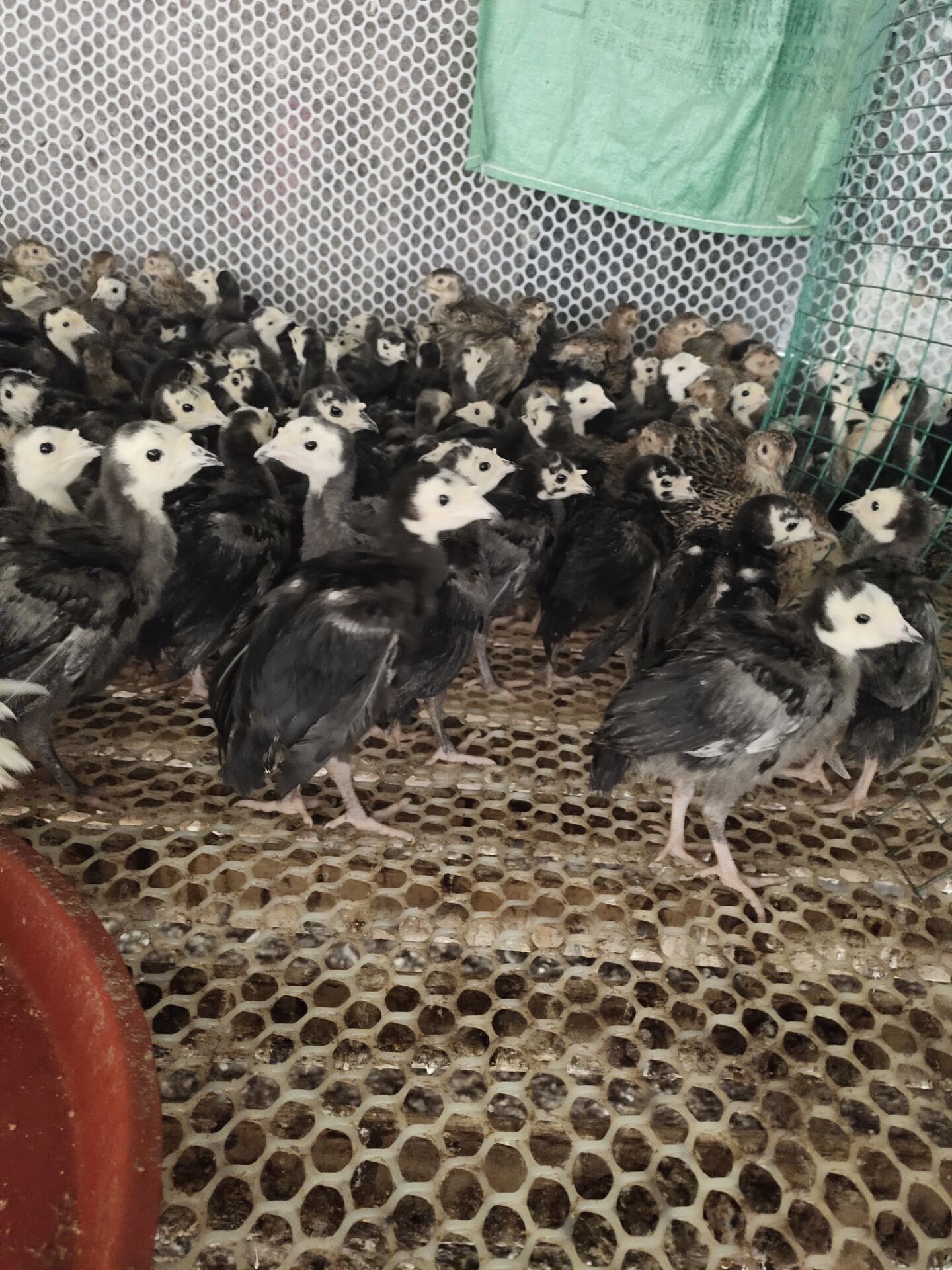 纯种火鸡苗零售价