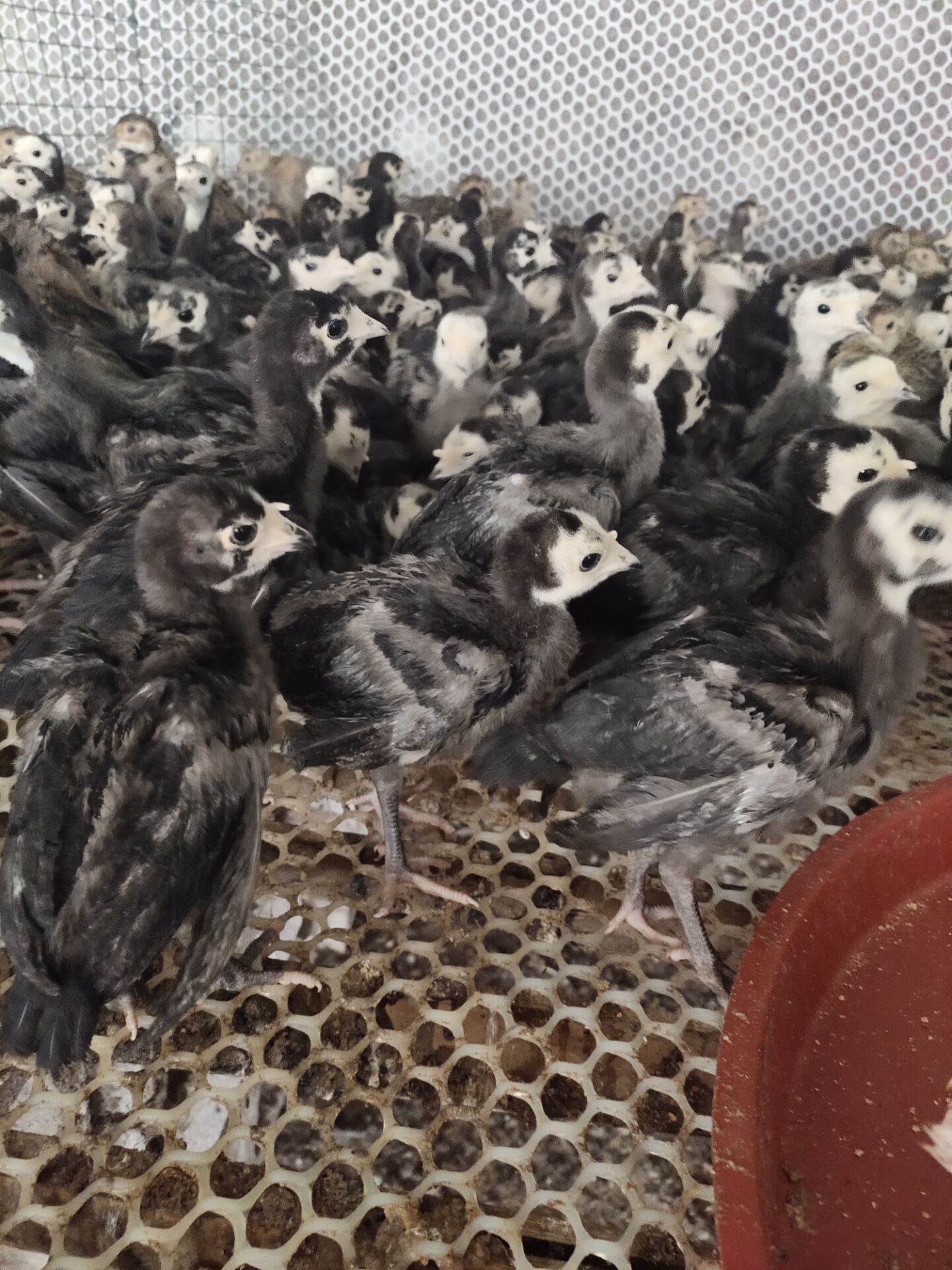 贝蒂娜火鸡苗火鸡苗批发价