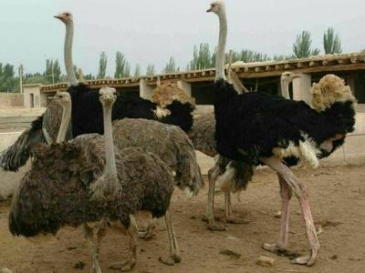 非洲鸵鸟苗非洲鸵鸟批发价 成年鸵鸟有多重