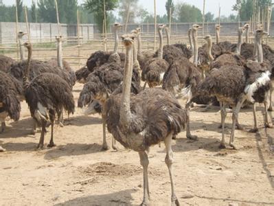 非洲鸵鸟苗非洲鸵鸟零售价 鸵鸟苗价钱