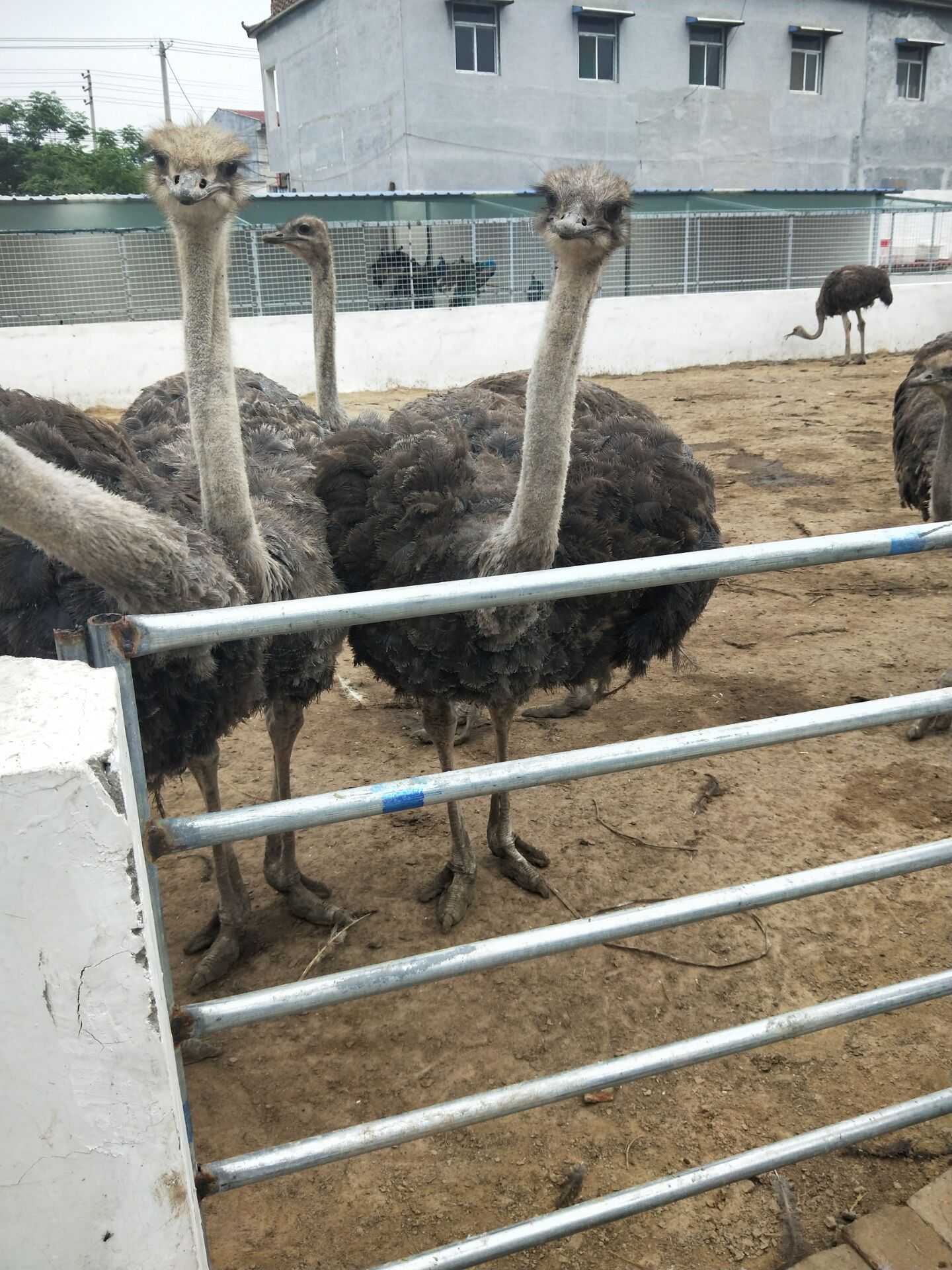 現在非洲鴕鳥包回收 批發基地