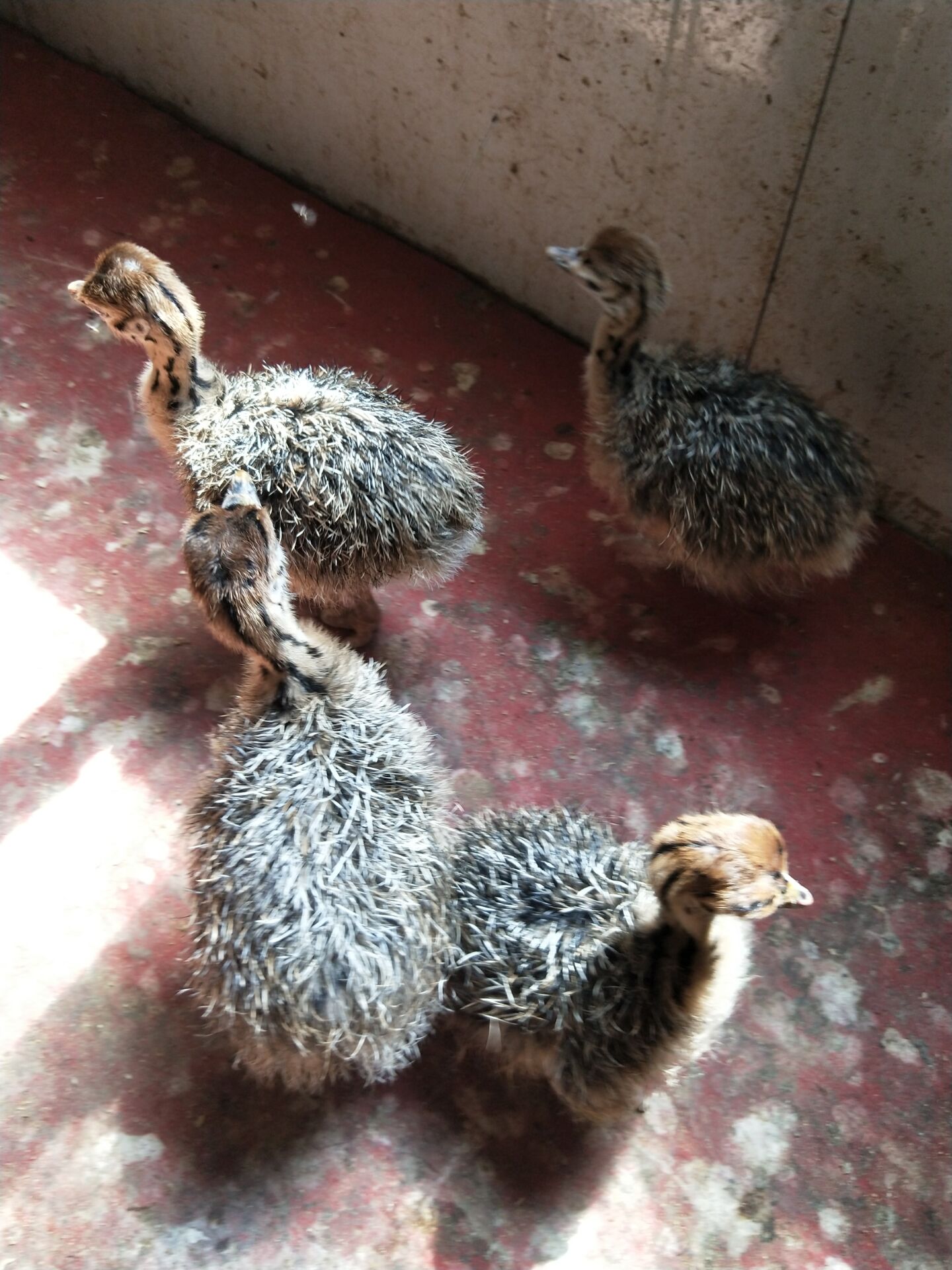 附近非洲鸵鸟包技术 成年鸵鸟有多重