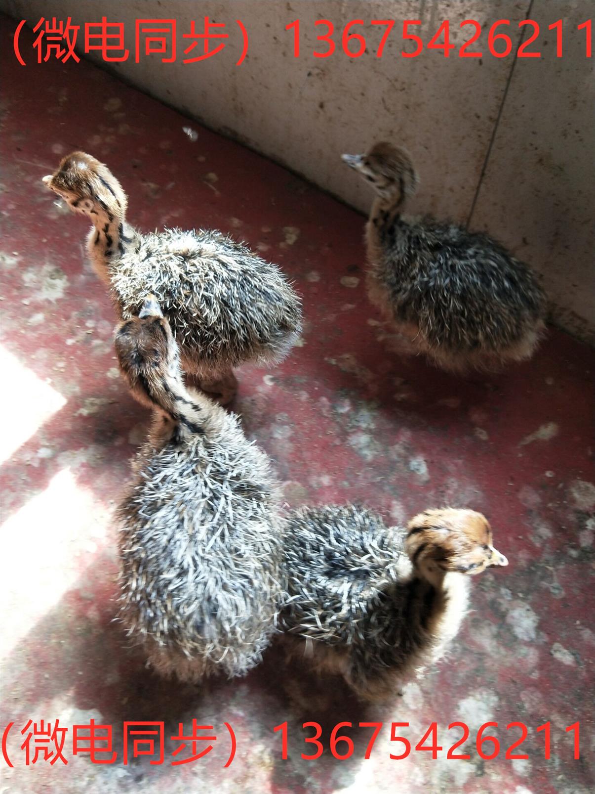 附近非洲鸵鸟批发价 大鸵鸟有多重