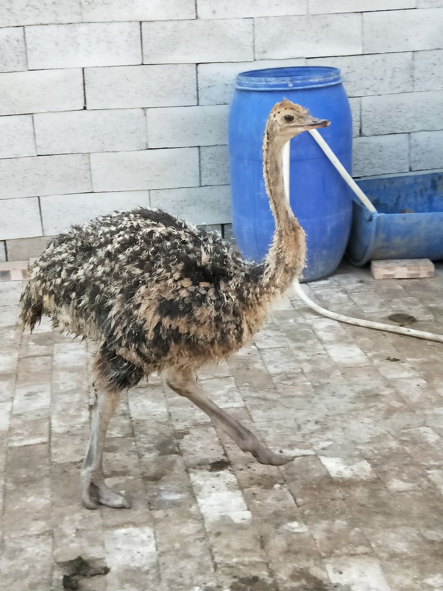 成年大鸵鸟非洲鸵鸟批发基地 鸵鸟苗市场价格