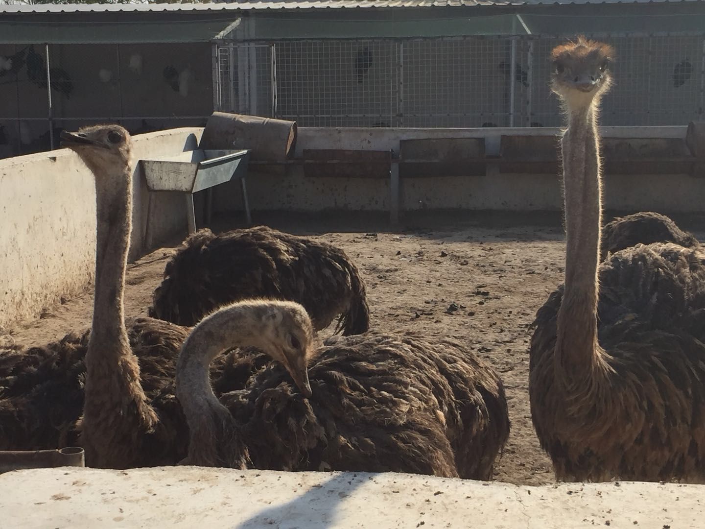 行情非洲鸵鸟养殖基地 行情报价