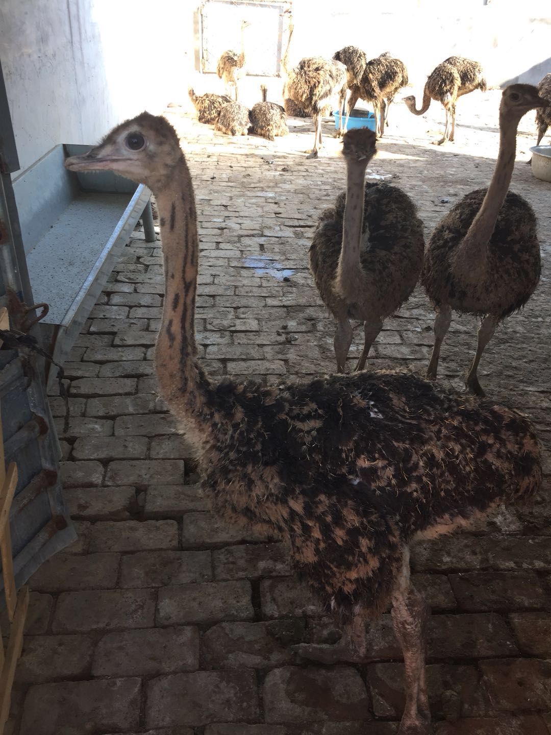 鸵鸟苗非洲鸵鸟包回收