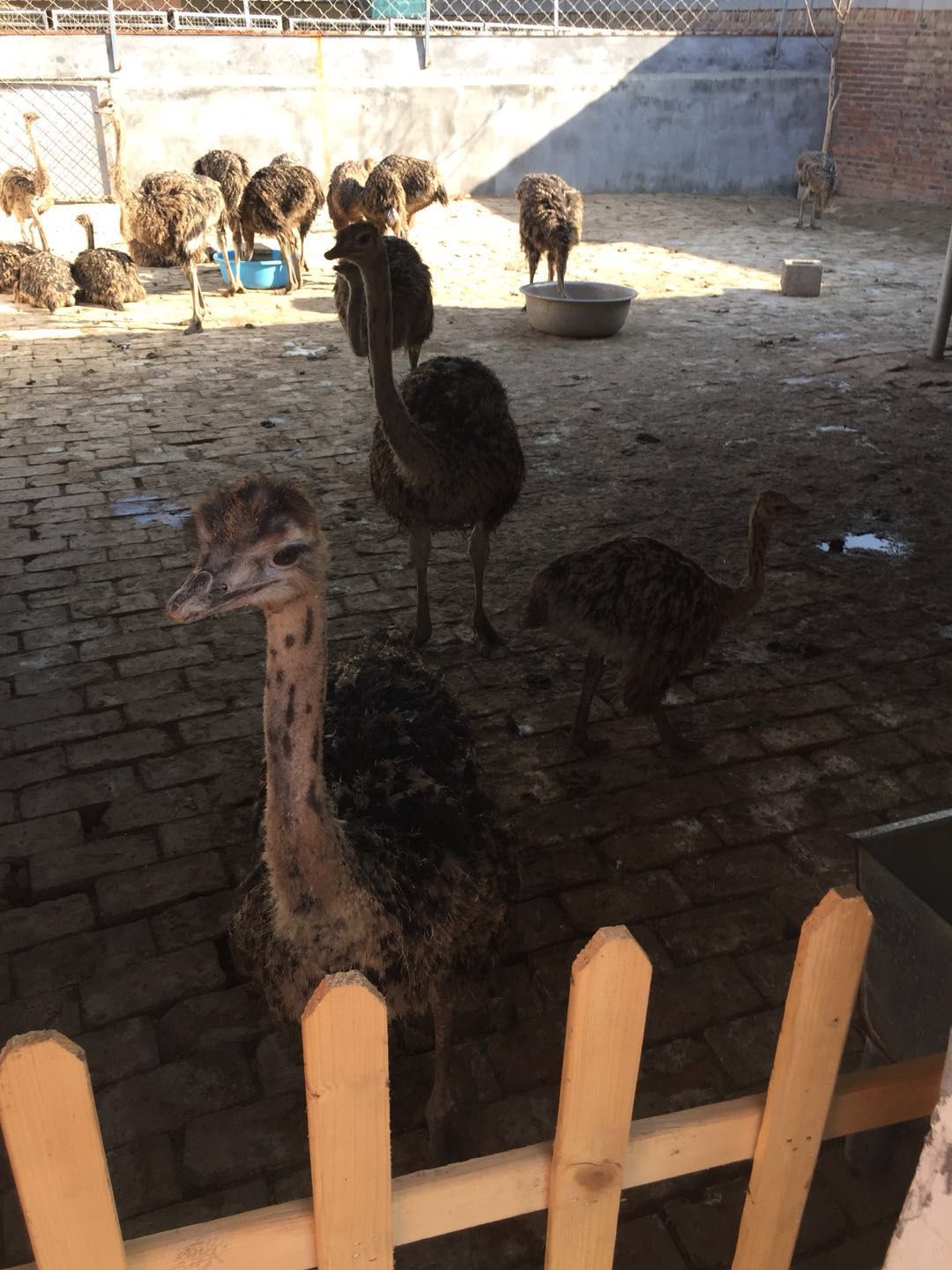 附近非洲鸵鸟供应 鸵鸟苗养殖批发 提供技术指导