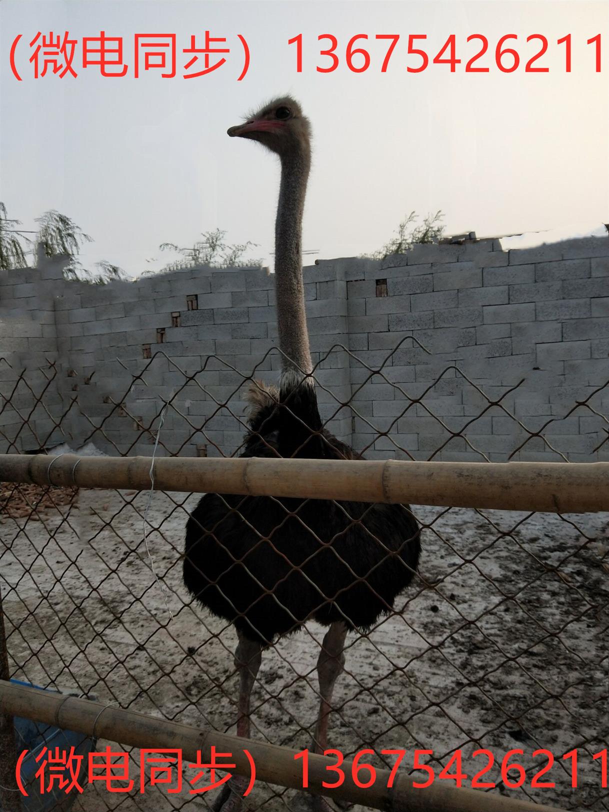 非洲鸵鸟苗非洲鸵鸟包技术 大鸵鸟有多重 全程免费扶持
