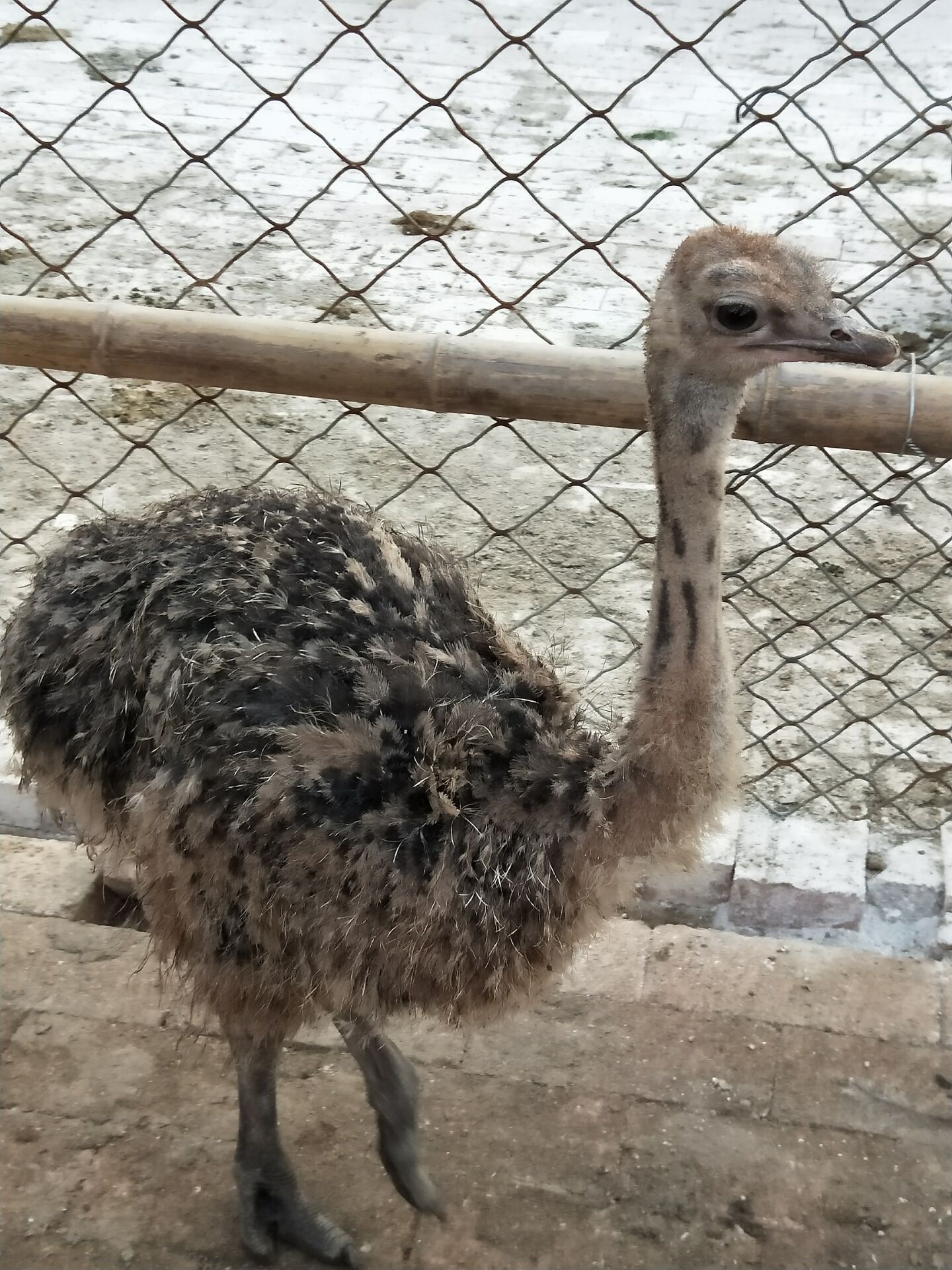今年非洲鸵鸟包技术 现在批发鸵鸟价格