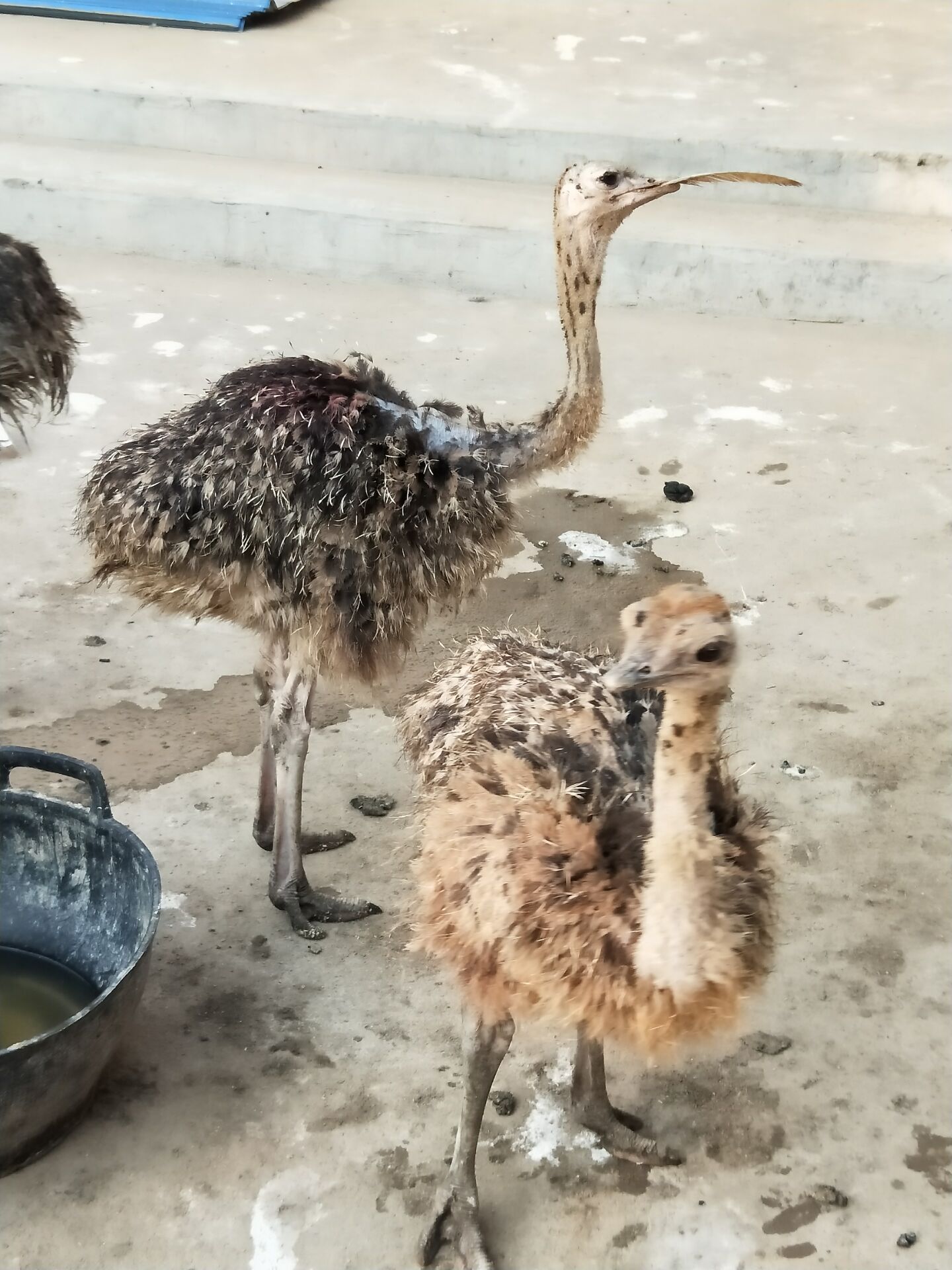 成年大鸵鸟非洲鸵鸟实地考察 鸵鸟包回收价格