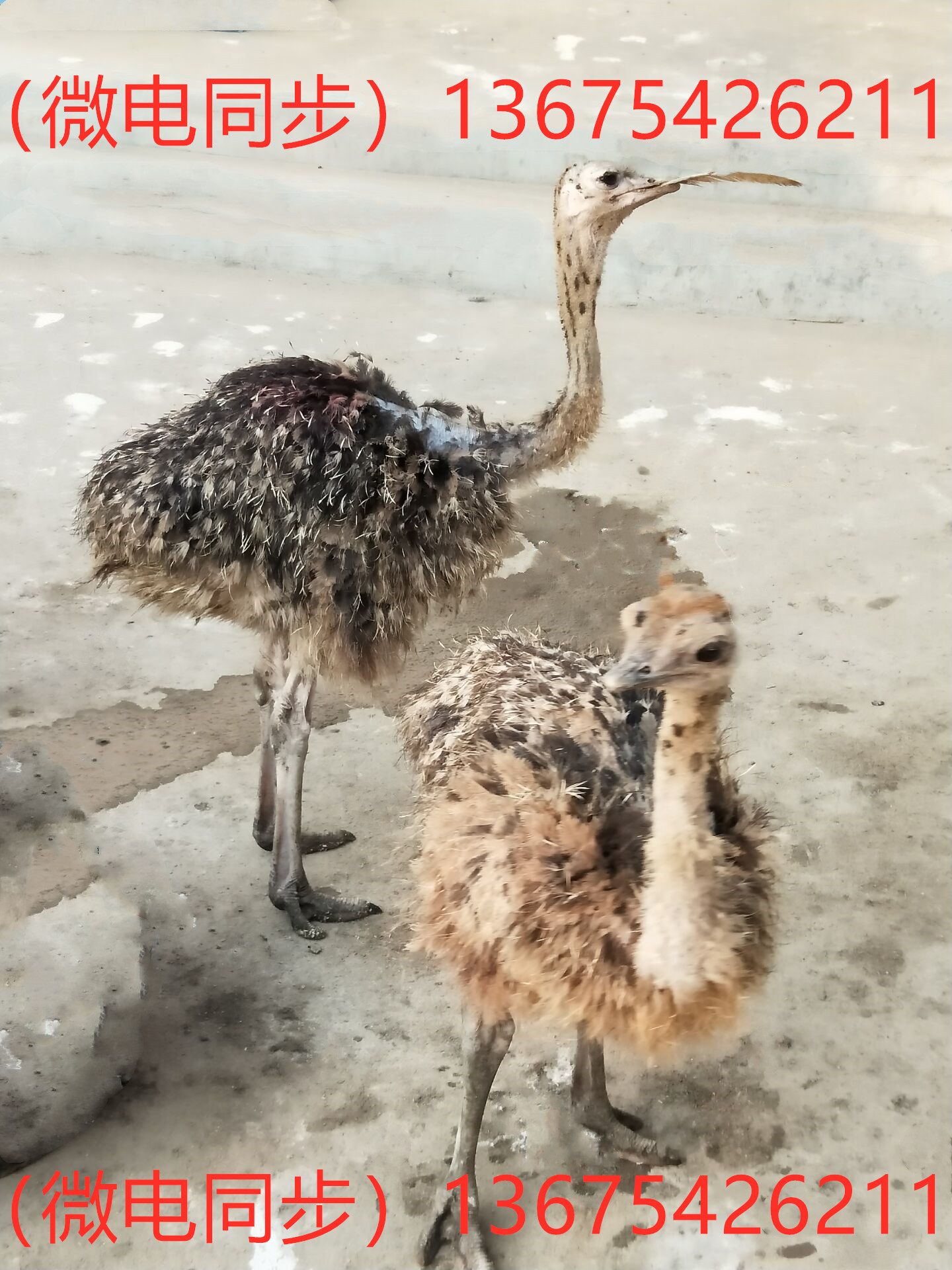鸵鸟苗非洲鸵鸟实地考察 哪里可以买到鸵鸟