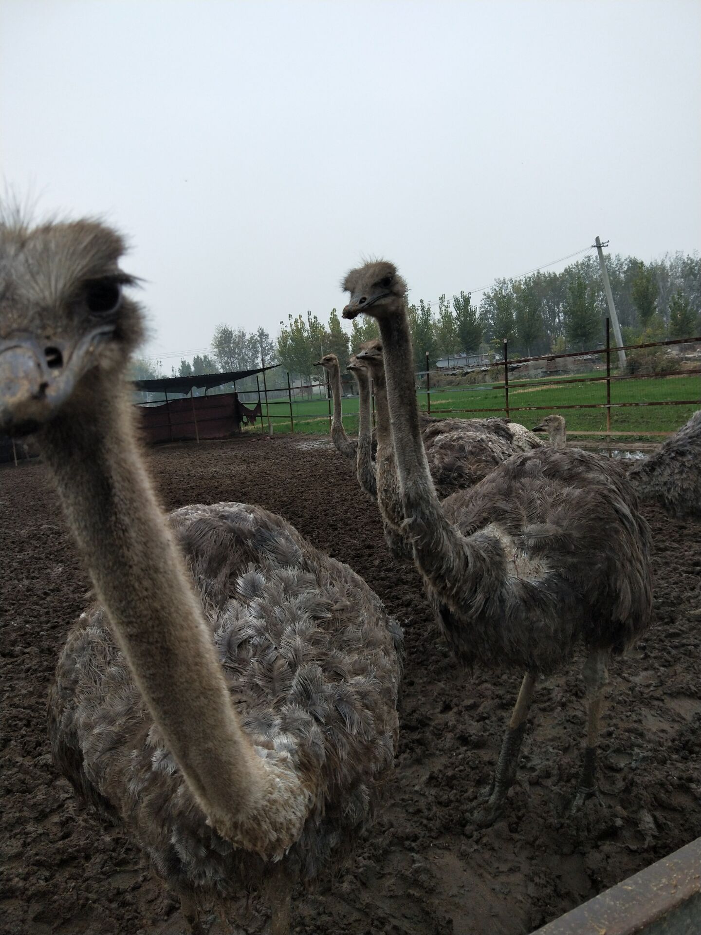 成年大鸵鸟非洲鸵鸟实地考察 现在批发鸵鸟价格