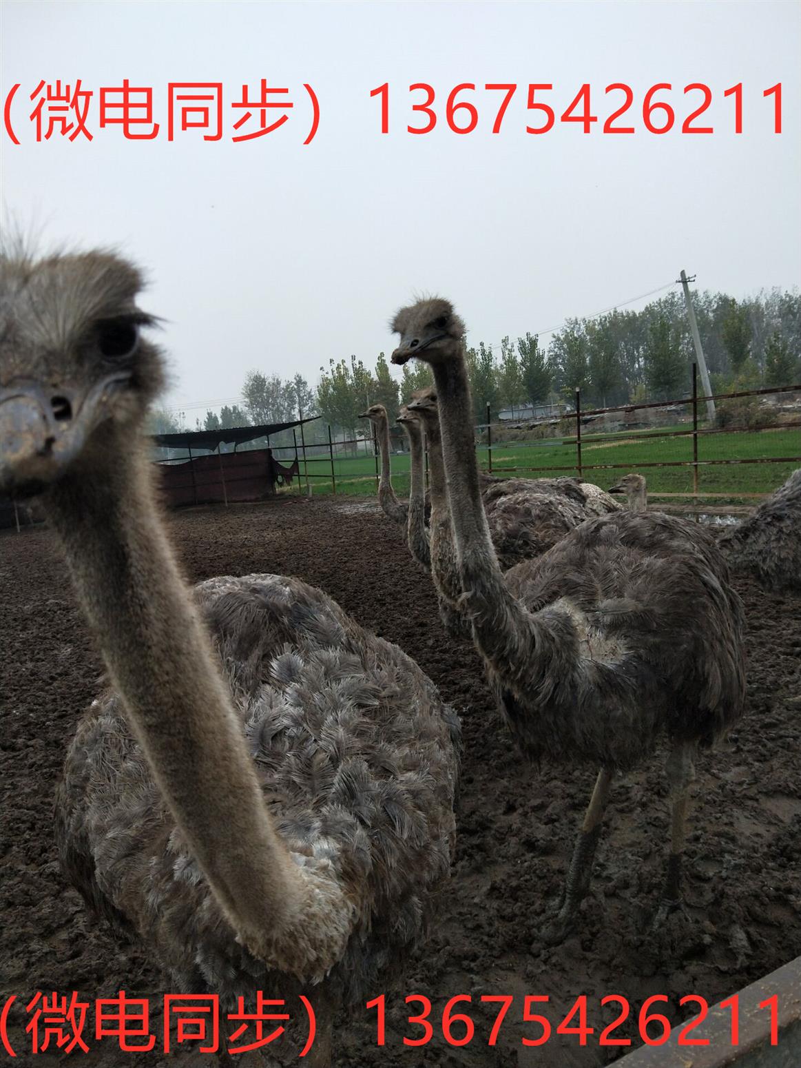 成年大鸵鸟非洲鸵鸟供应 成年鸵鸟有多重