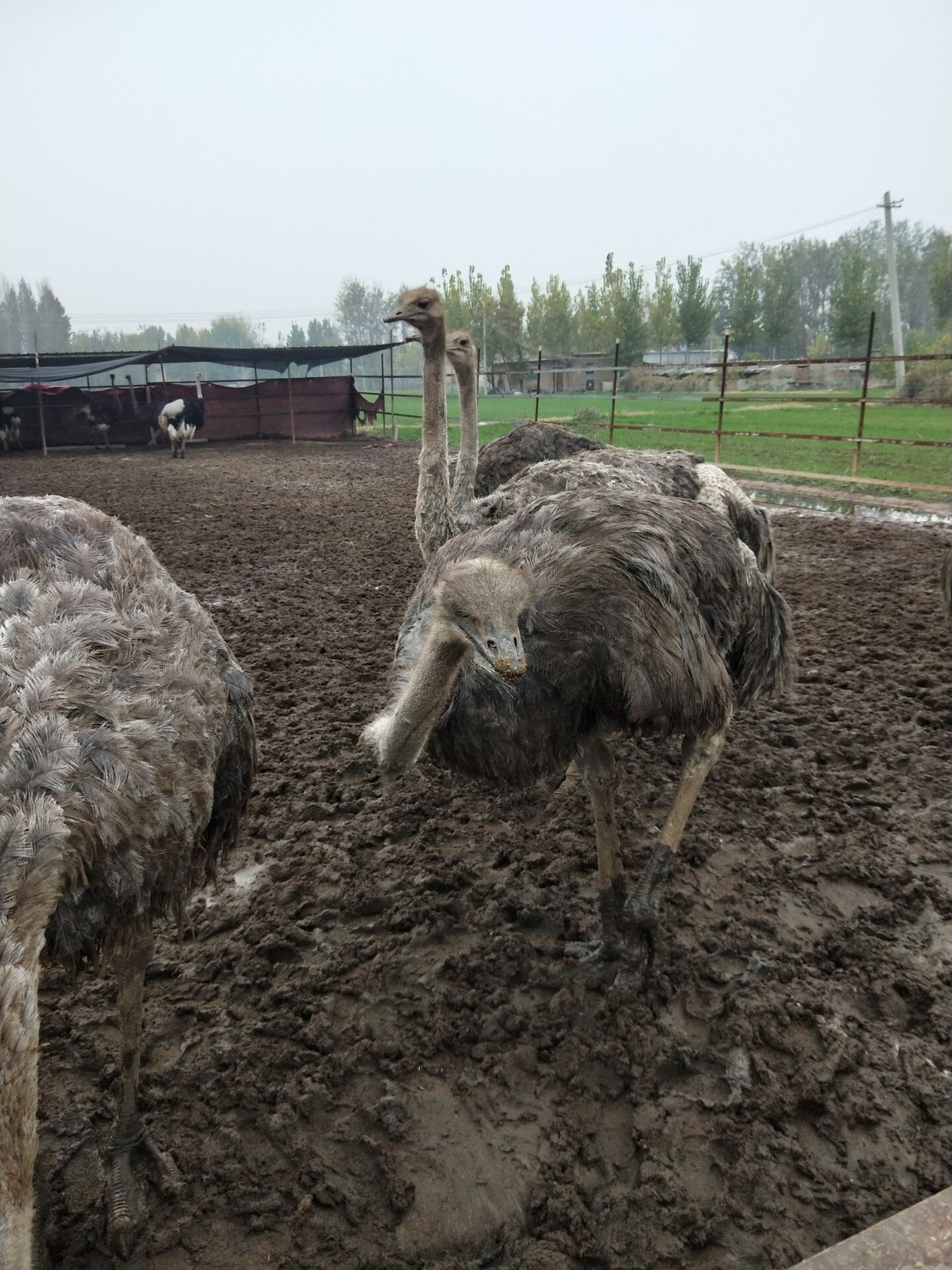 鸵鸟苗非洲鸵鸟批发基地 批发基地