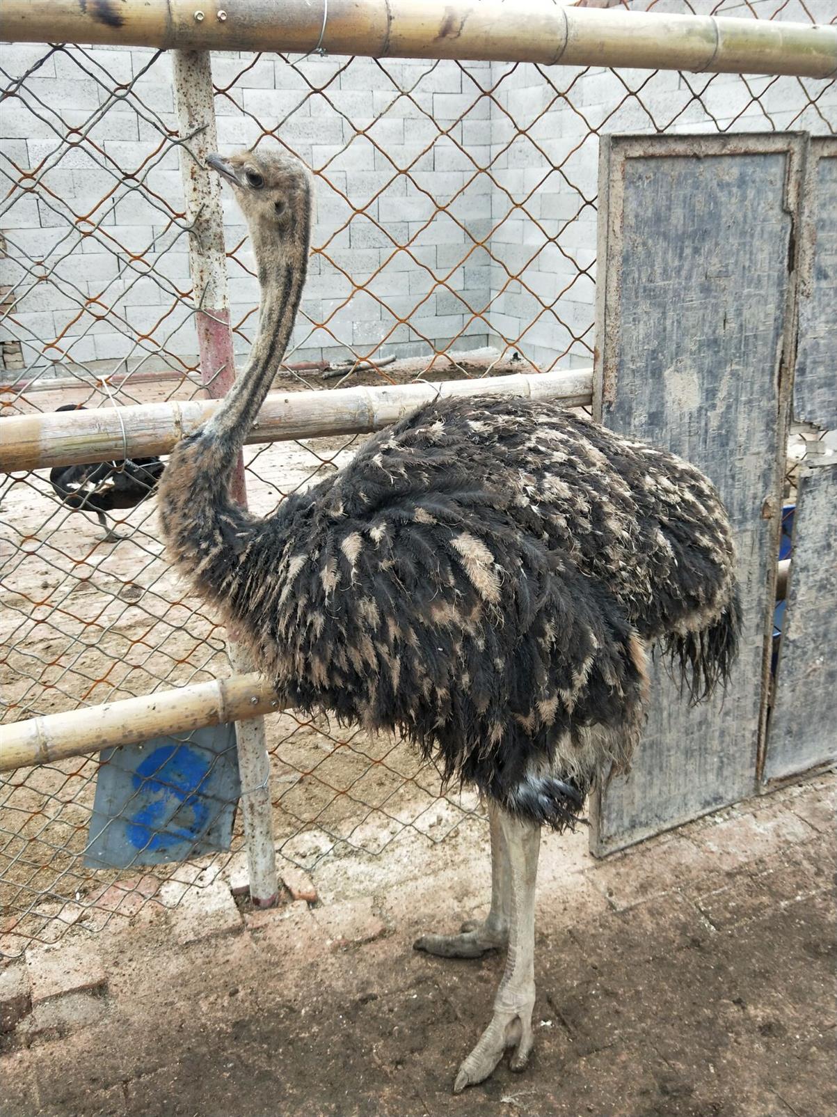行情非洲鸵鸟实地考察 批发基地