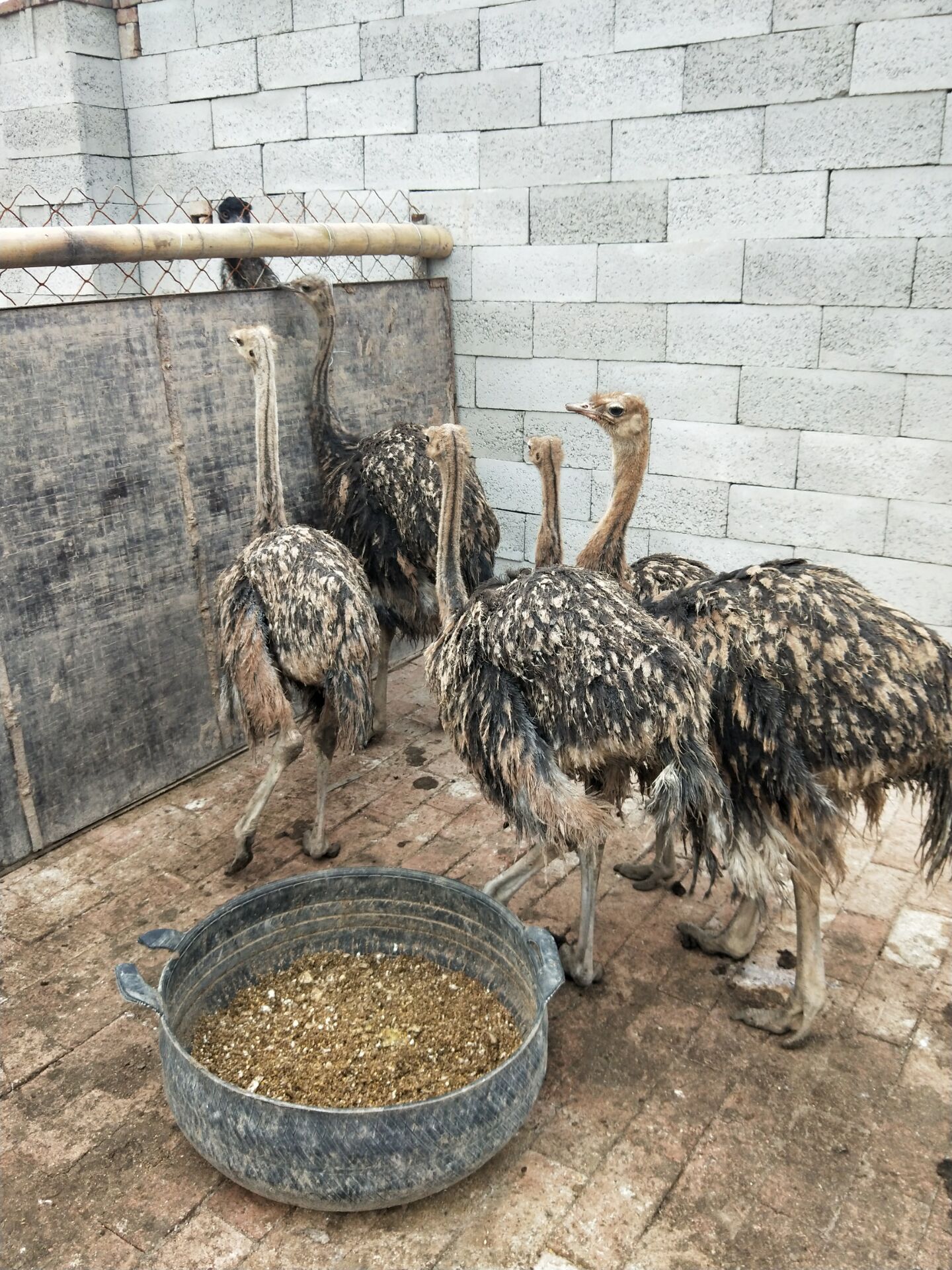 鸵鸟苗非洲鸵鸟批发零售 鸵鸟苗价钱