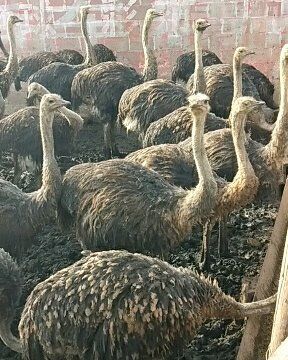 今年非洲鸵鸟养殖基地 鸵鸟包回收价格