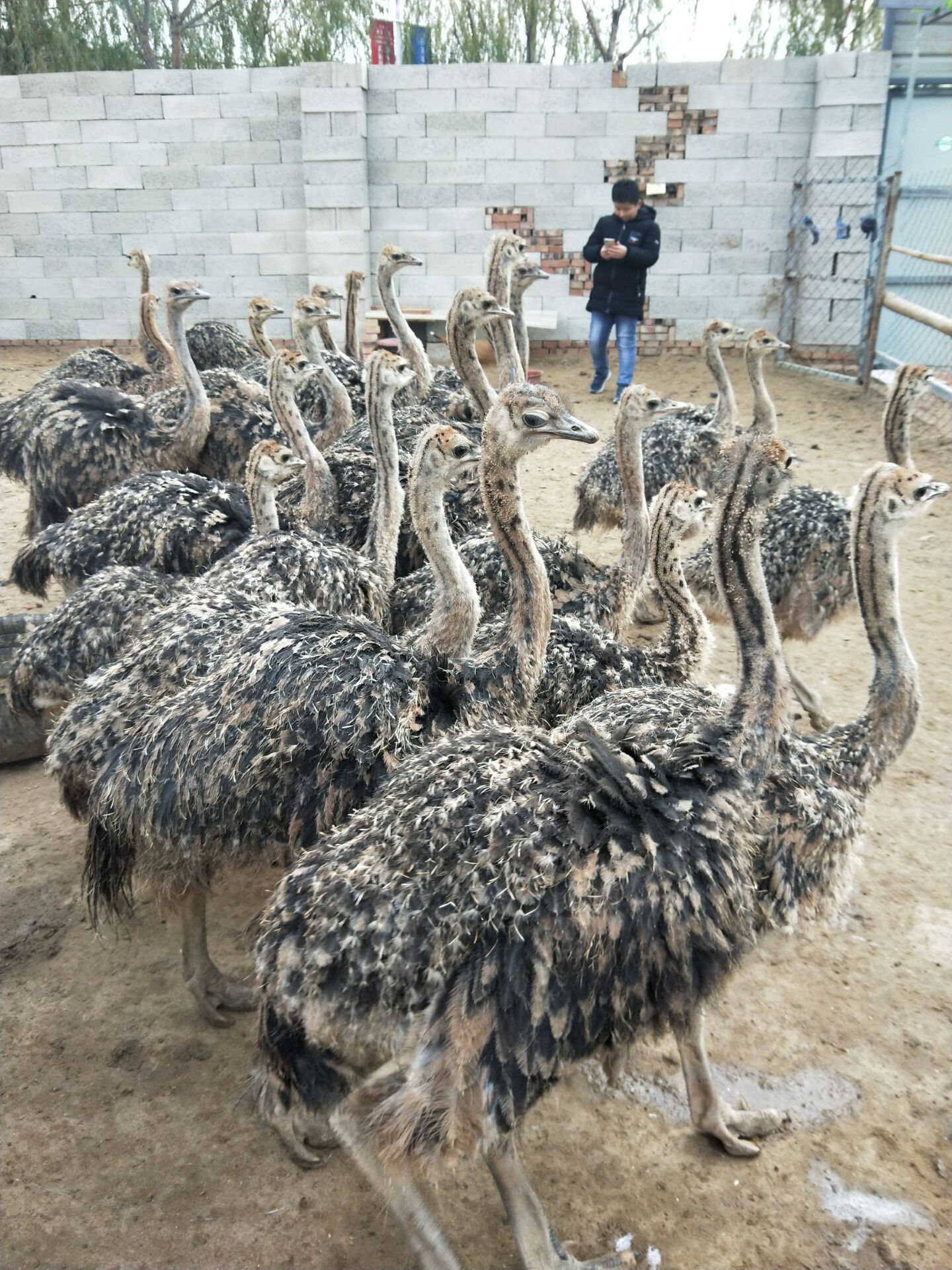 成年大鸵鸟非洲鸵鸟批发零售 厂家直销 现在订购送货到家
