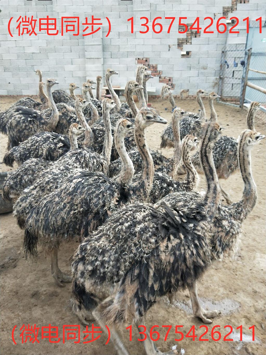 非洲鸵鸟批发价 现在批发鸵鸟价格