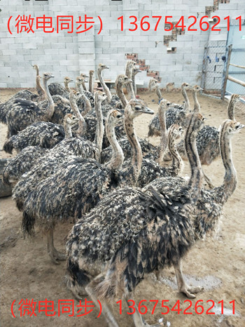 成年大鸵鸟非洲鸵鸟合作