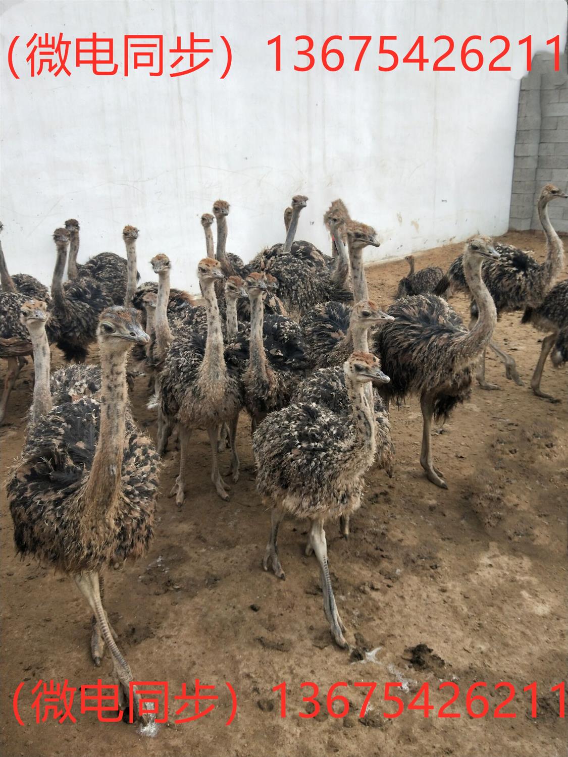 纯种非洲鸵鸟供应 鸵鸟苗市场价格 现在订购送货到家