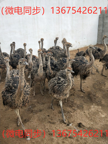 非洲鸵鸟苗非洲鸵鸟包技术 哪里可以买到鸵鸟